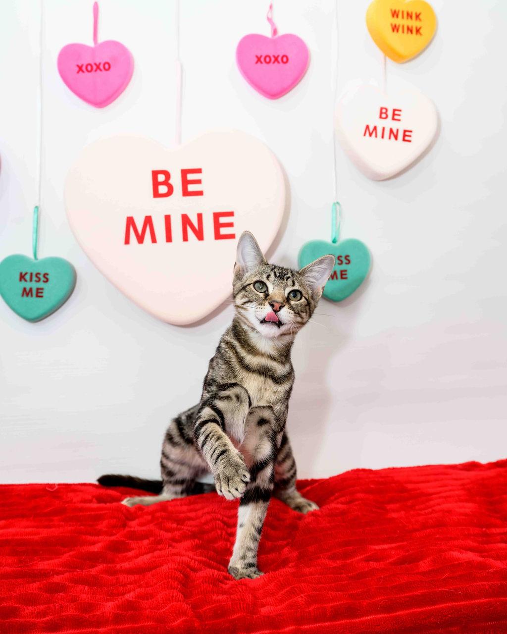 Breyer, Adoptable, Kitten Male Domestic Short Hair.