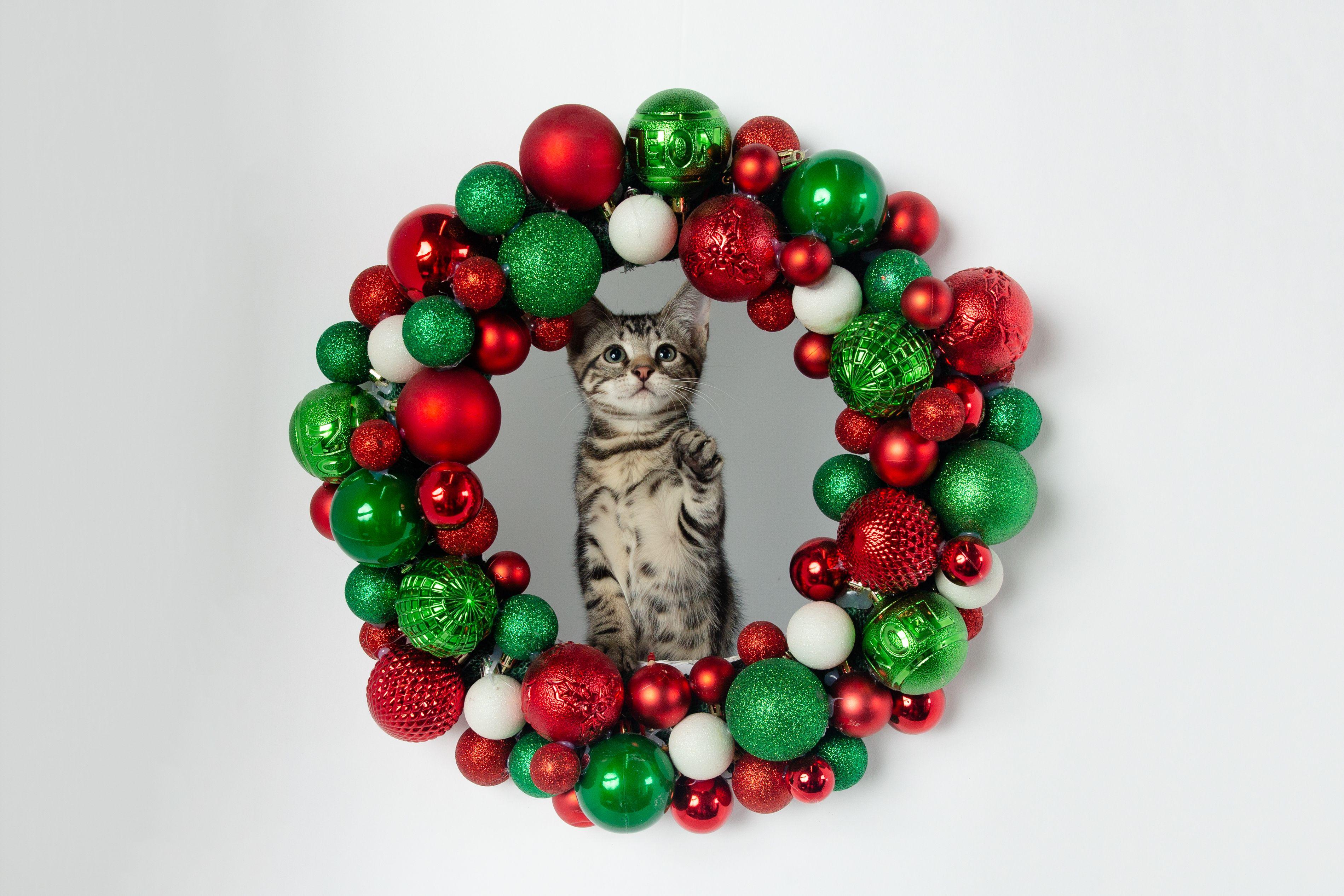 Breyer, a Adoptable Domestic Short Hair in Jefferson, LA image 4/6