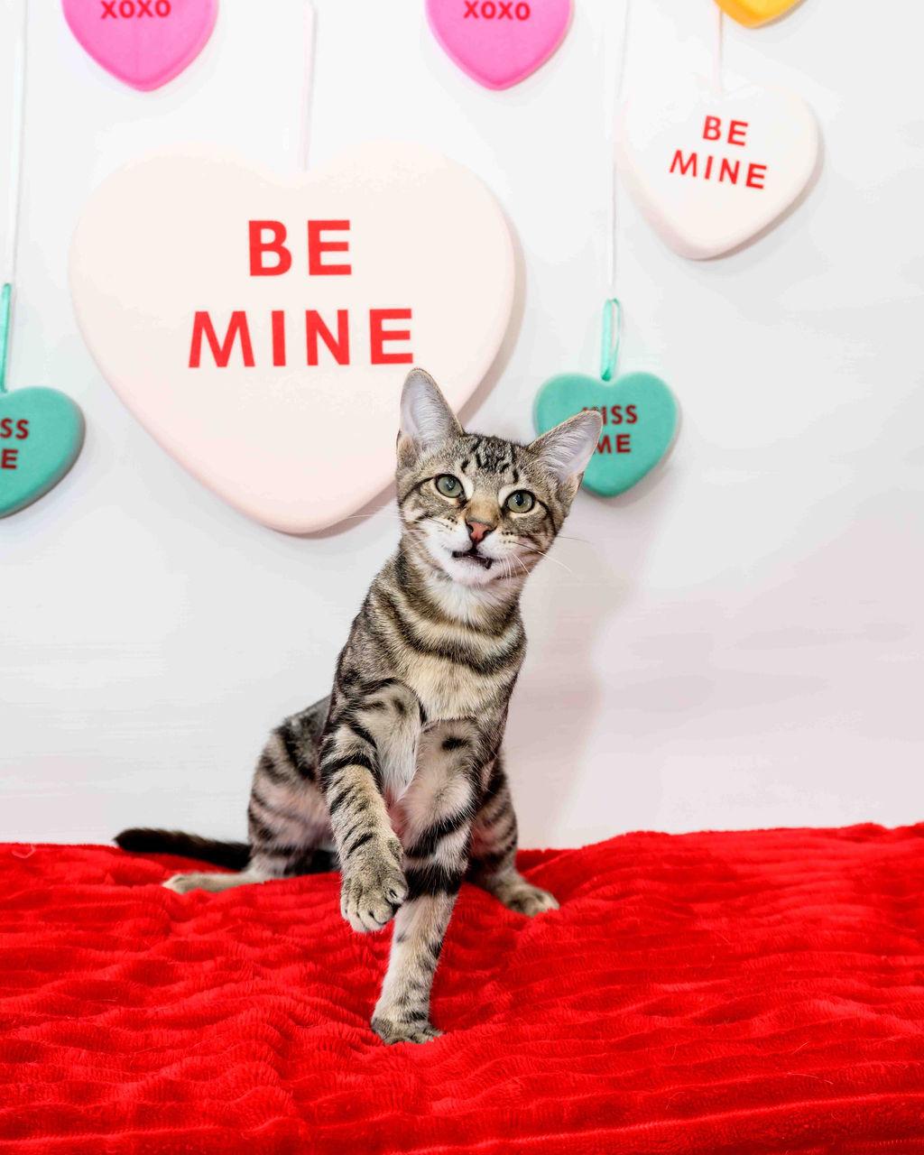 Breyer, a Adoptable Domestic Short Hair in Jefferson, LA image 3/6