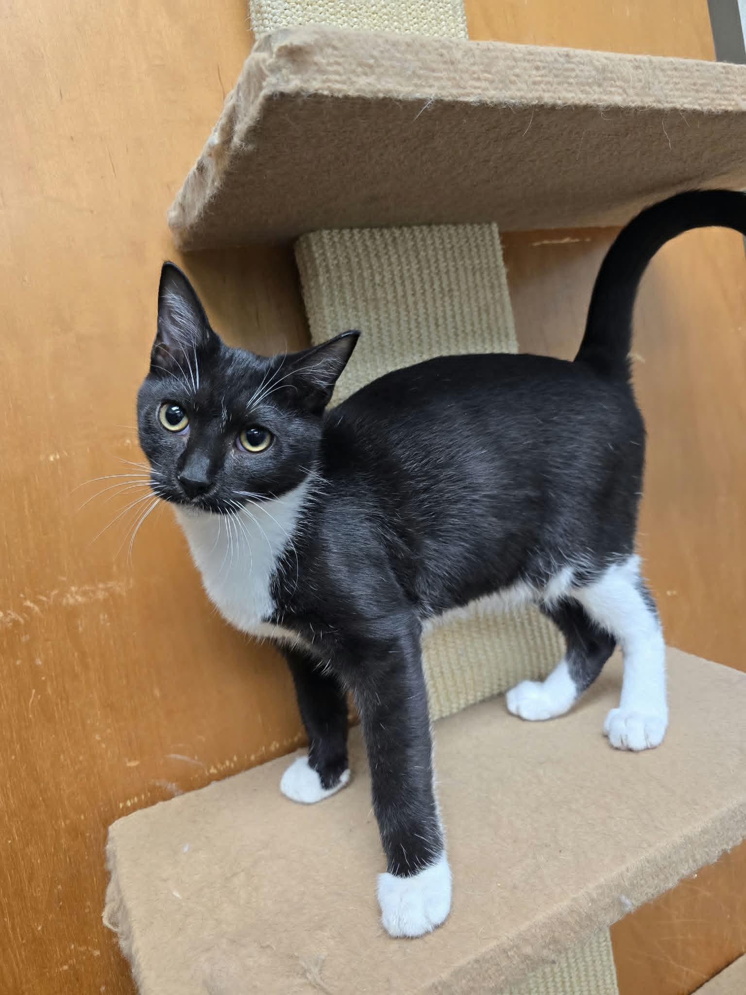 Tuffy, Adopted, Young Female Domestic Short Hair.