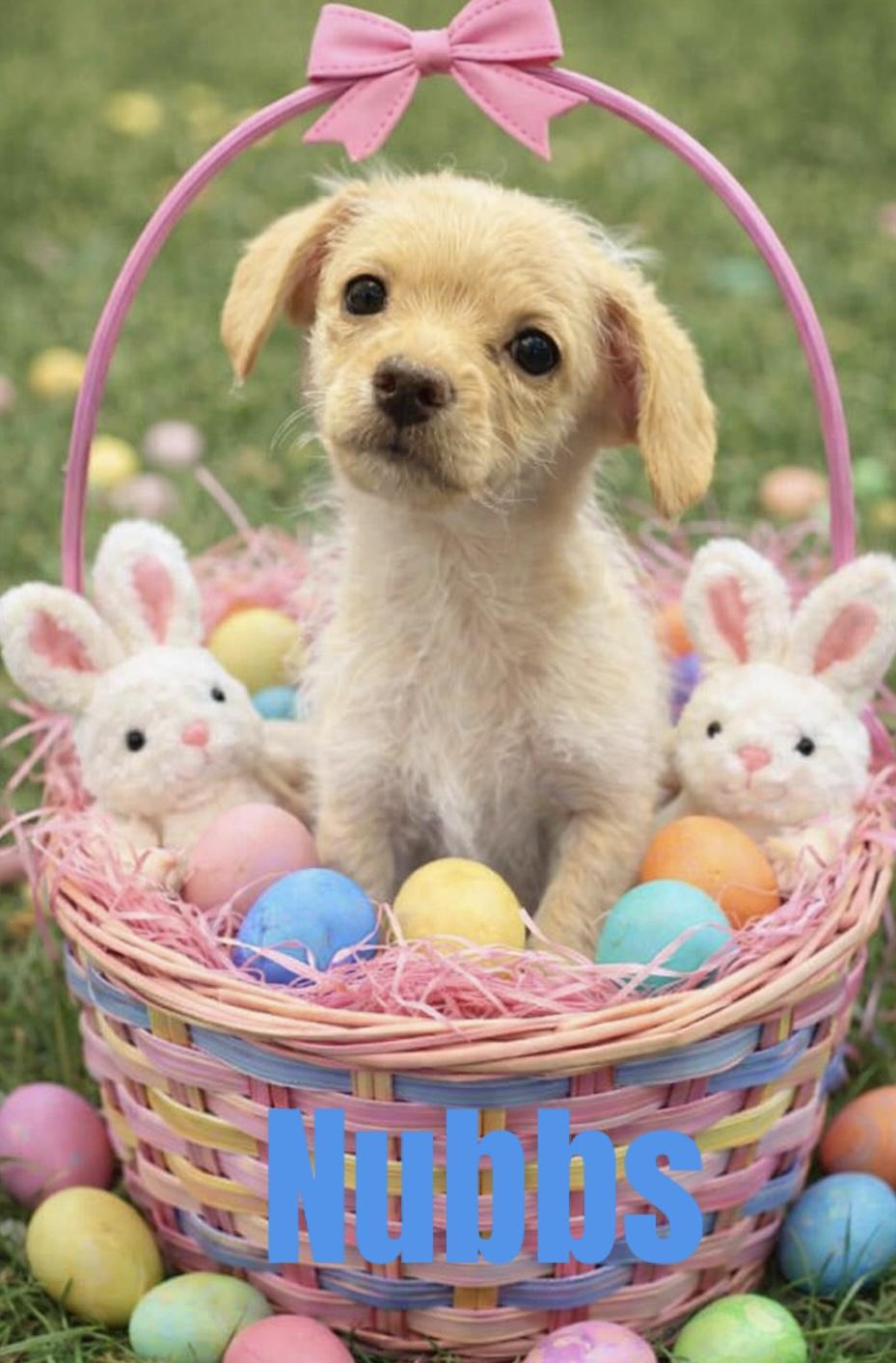 Hershey and nubbs, a Adoptable mixed breed in warrenville, SC image 2/4