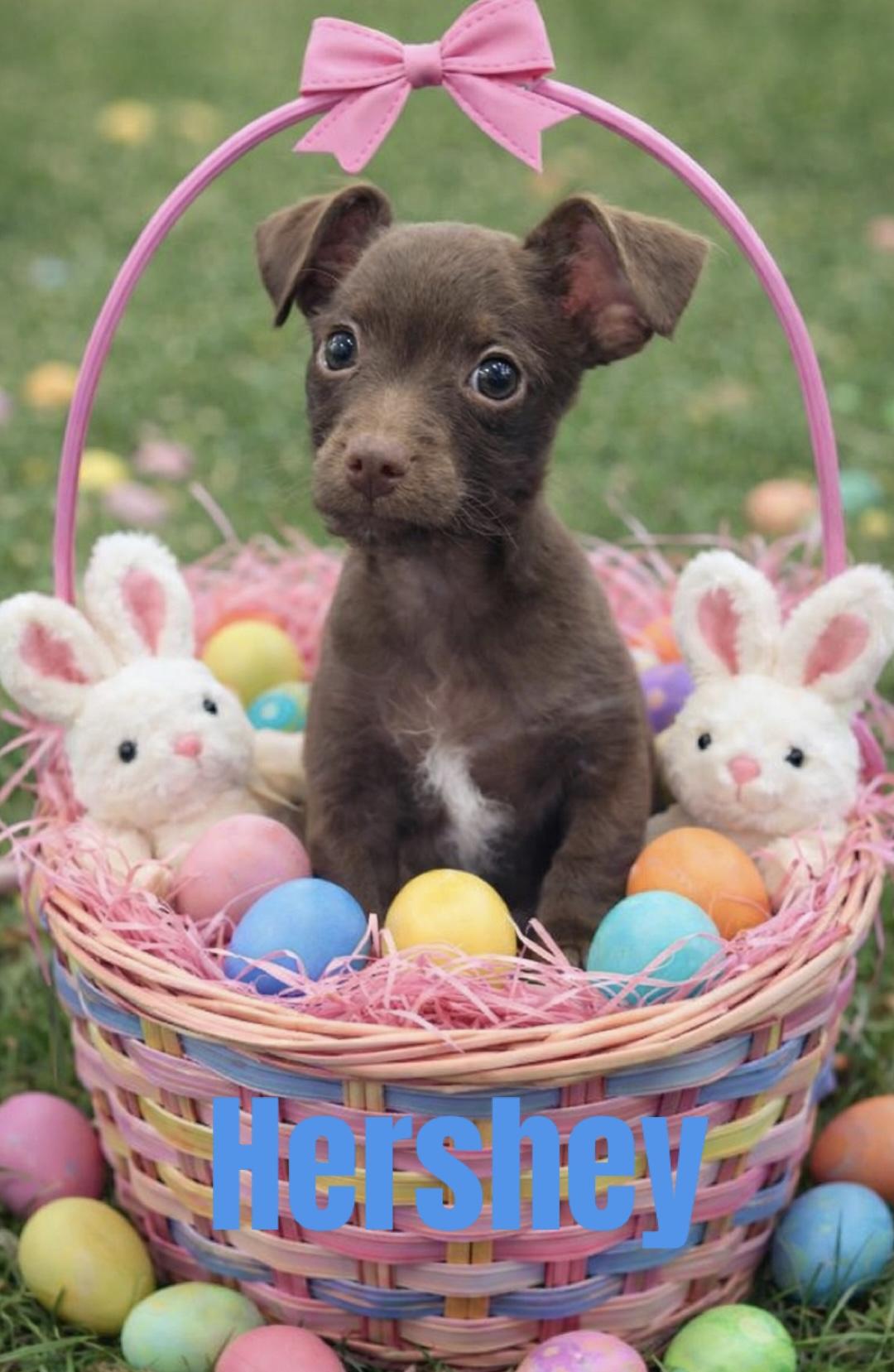 Hershey and nubbs, a Adoptable mixed breed in warrenville, SC image 3/4