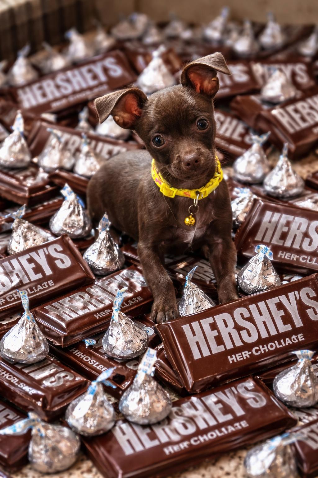 Hershey and nubbs, a Adoptable mixed breed in warrenville, SC image 4/4