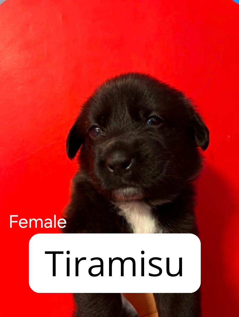 Tiramisu, ADOPTABLE, Puppy Female Australian Cattle Dog / Blue Heeler.