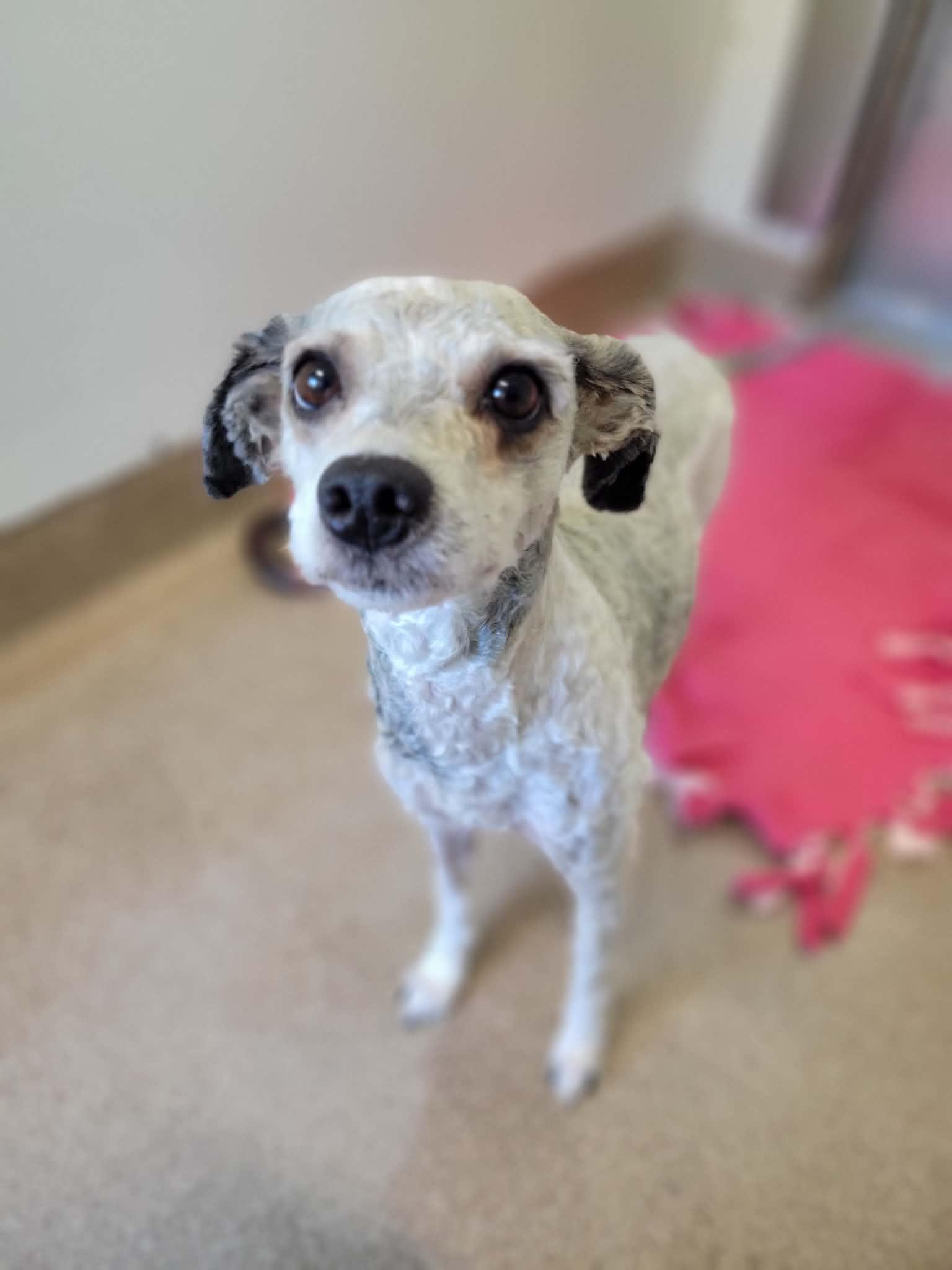 Enlarge Gertrude, an adopted mixed breed in Chambersburg, PA image 1/1