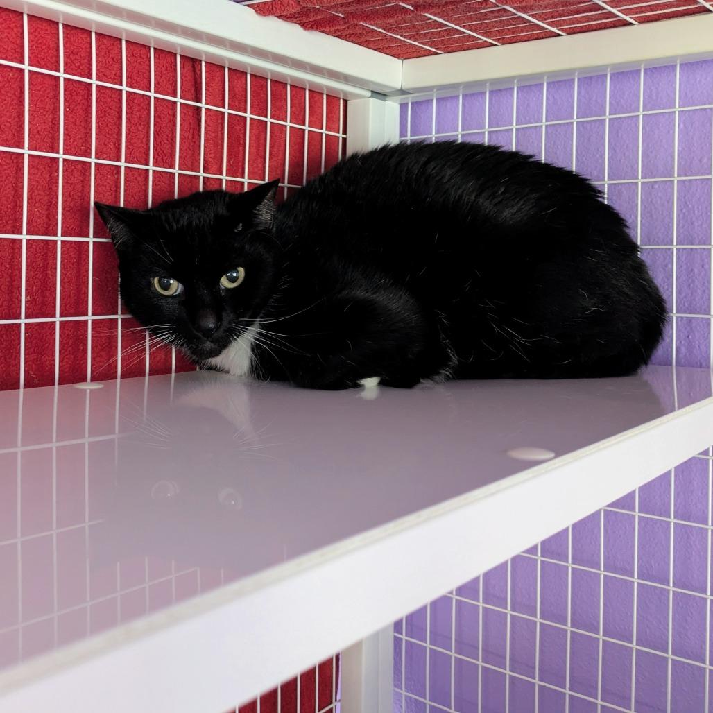 Enlarge Dottie, a Adoptable Domestic Medium Hair in Portland, OR image 1/1