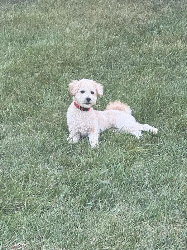 Enlarge Viking, a Adopted mixed breed in centreville, VA image 1/2