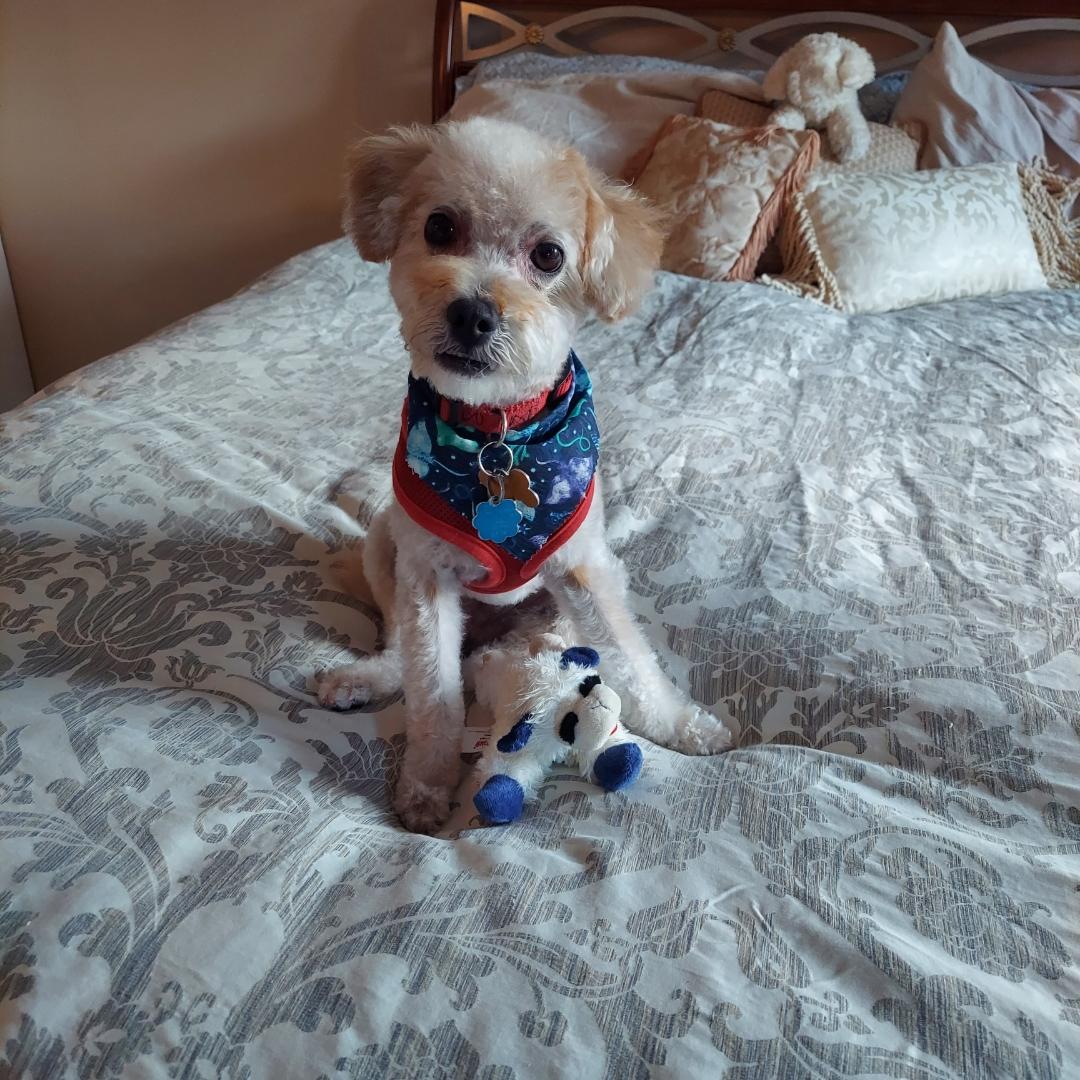 Enlarge Viking, a Adopted mixed breed in centreville, VA image 2/2