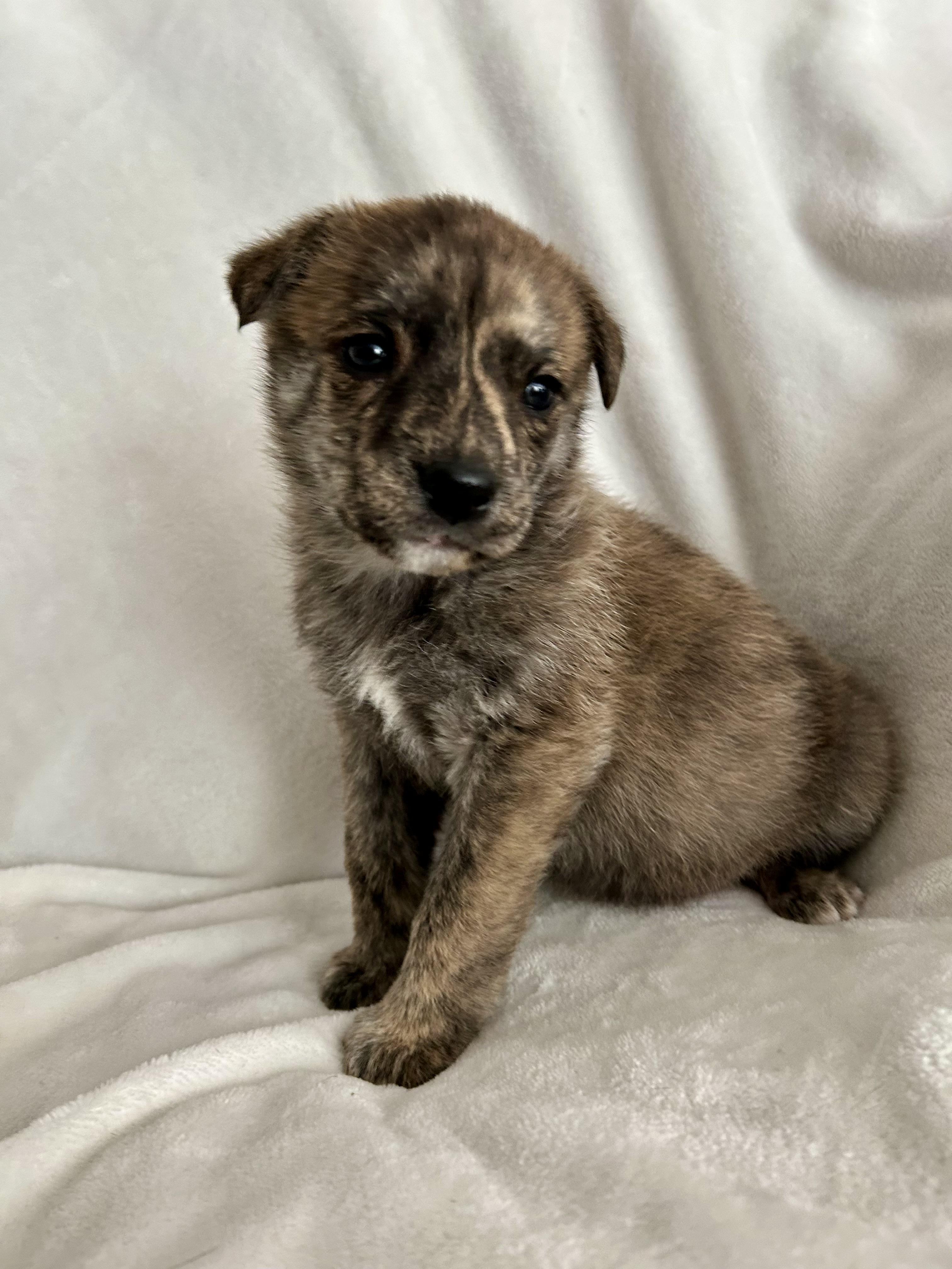 Missy, adopted, Puppy Female German Shepherd Dog.