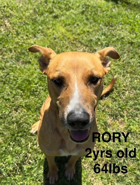 RORY, Adoptable, Adult Female Terrier.