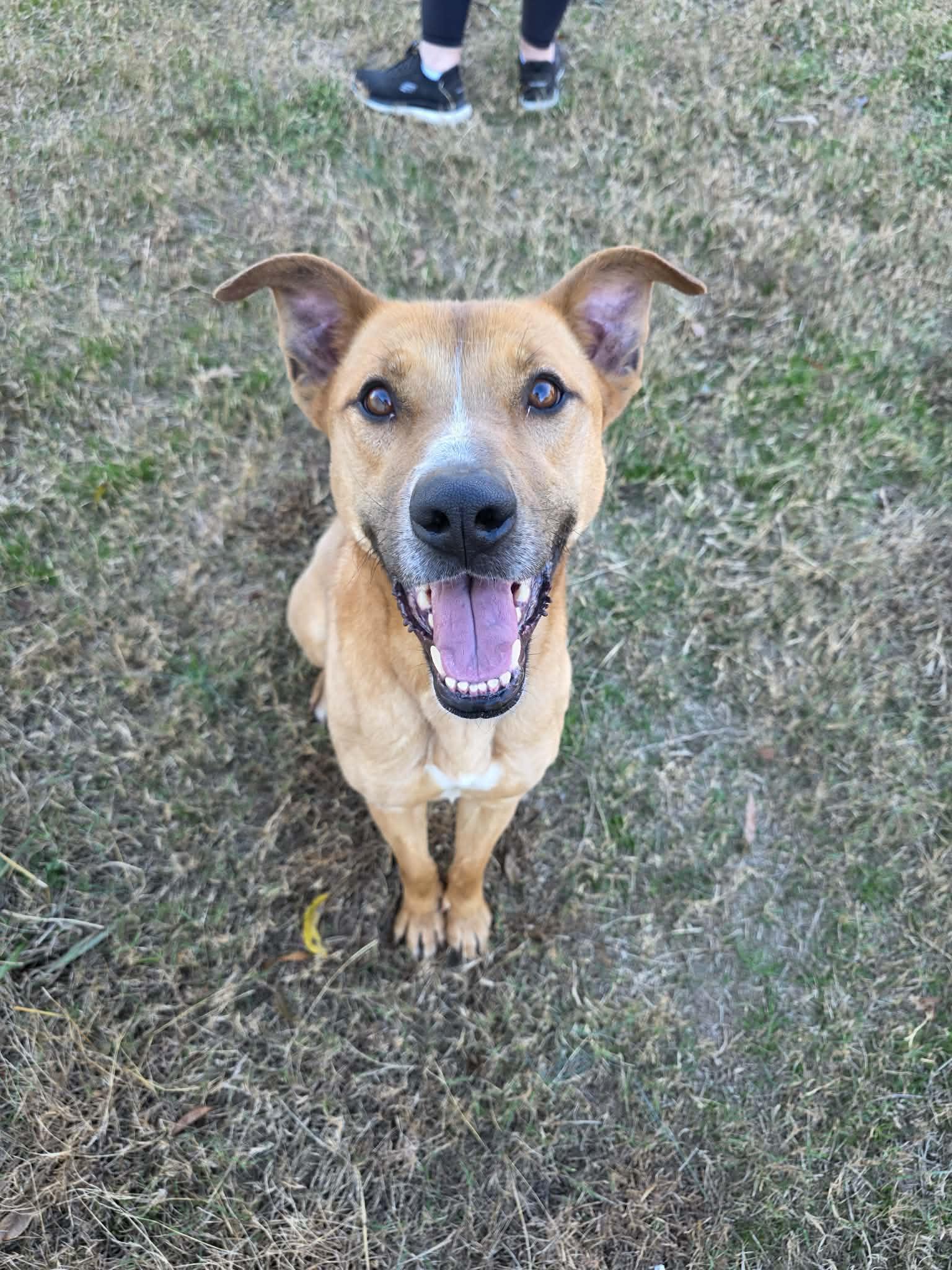 Enlarge RORY, a Adoptable Terrier in Holbrook, NY image 1/3