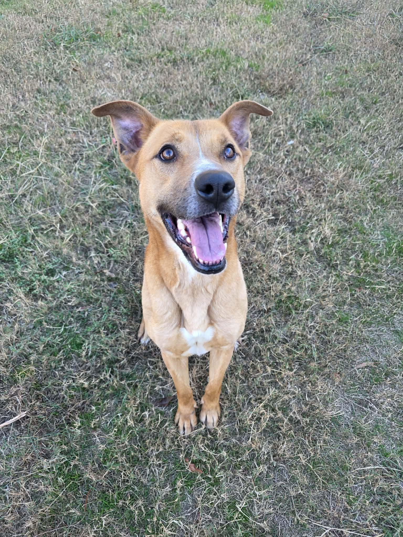 Enlarge RORY, a Adoptable Terrier in Holbrook, NY image 2/3