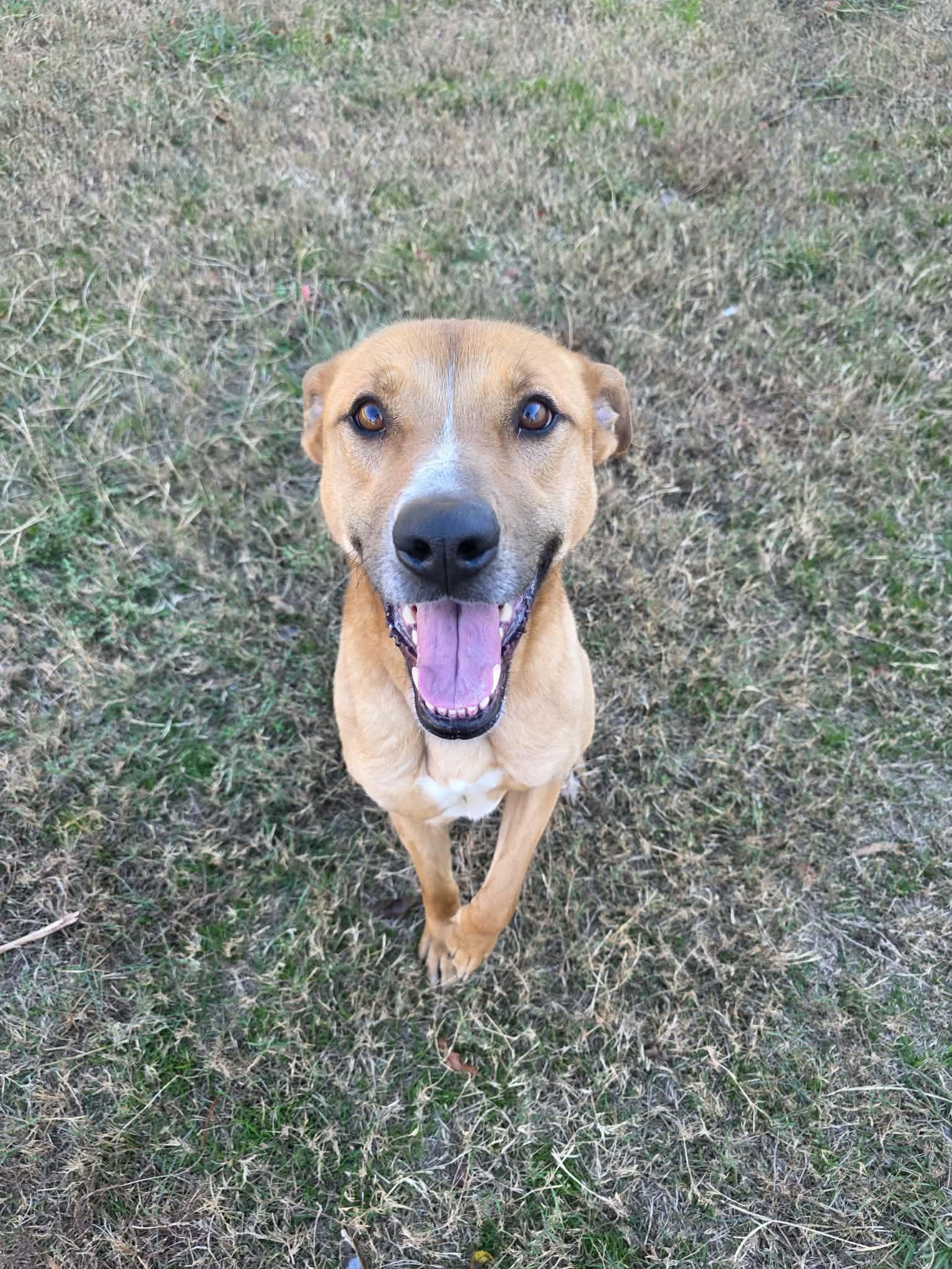 Enlarge RORY, a Adoptable Terrier in Holbrook, NY image 3/3
