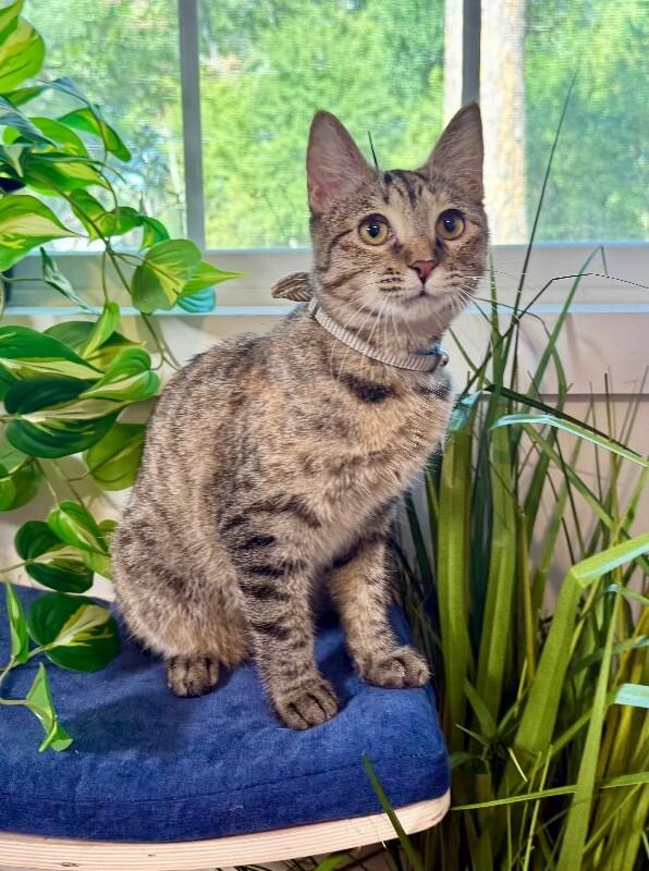 Milky Way Candy — thumbnail 3