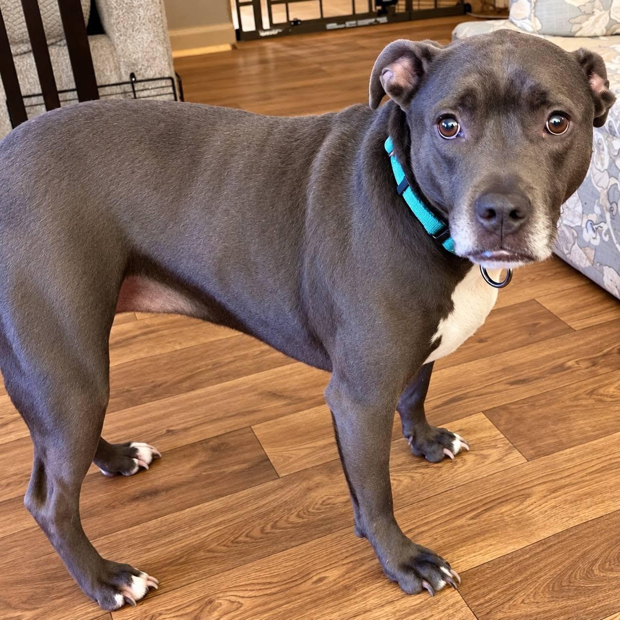 Enlarge Aurora, a Adoptable mixed breed in Homer Glen, IL image 3/5