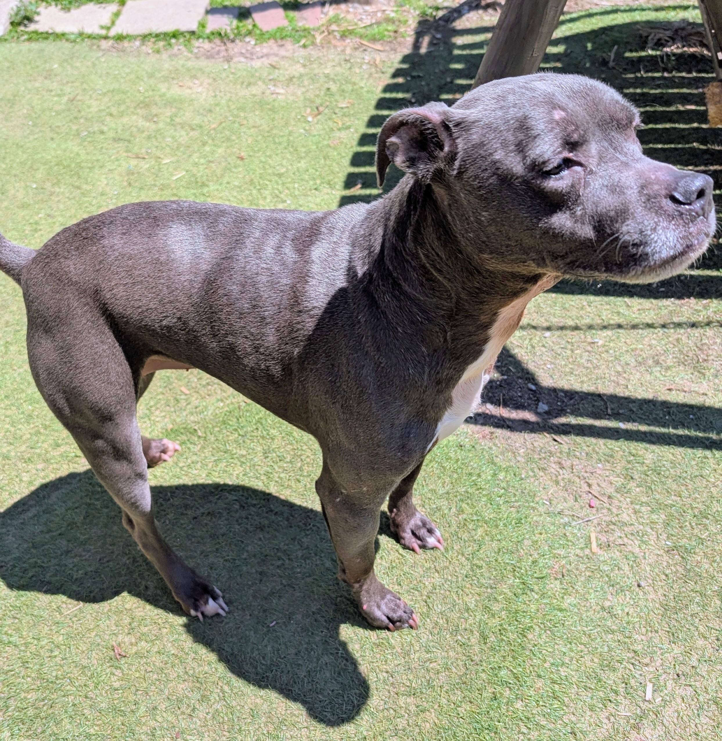 Aurora, ADOPTABLE, Adult Female Pit Bull Terrier.