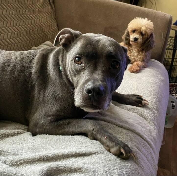 Enlarge Aurora, a Adoptable mixed breed in Homer Glen, IL image 5/5