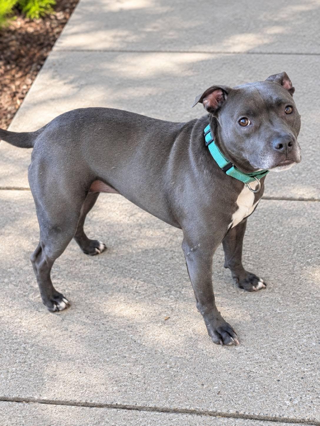 Enlarge Aurora, a Adoptable mixed breed in Homer Glen, IL image 2/5