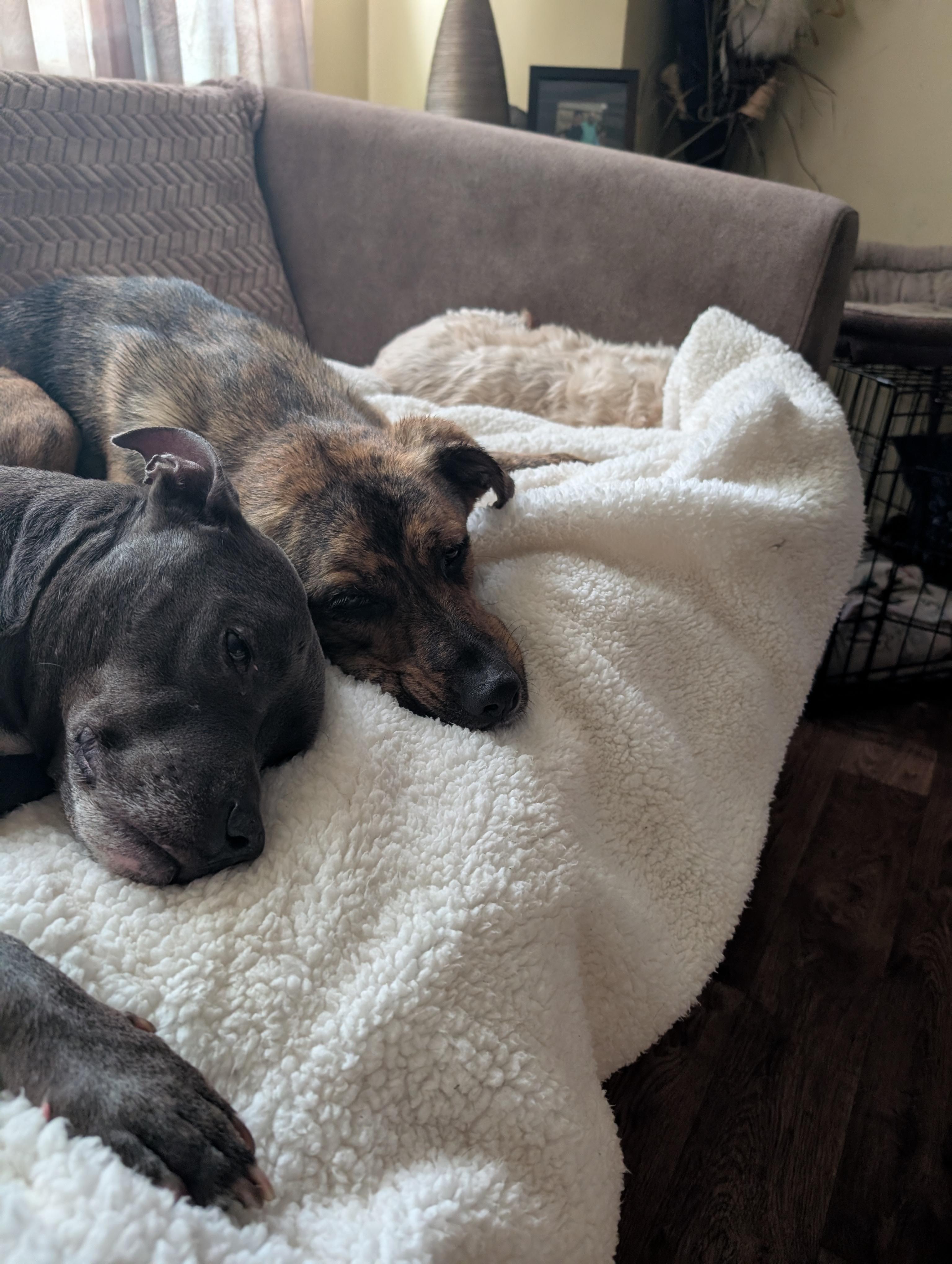 Aurora, a ADOPTABLE mixed breed in Homer Glen, IL image 6/6
