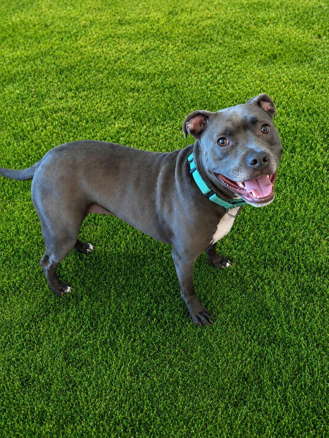Enlarge Aurora, a Adoptable mixed breed in Homer Glen, IL image 1/5