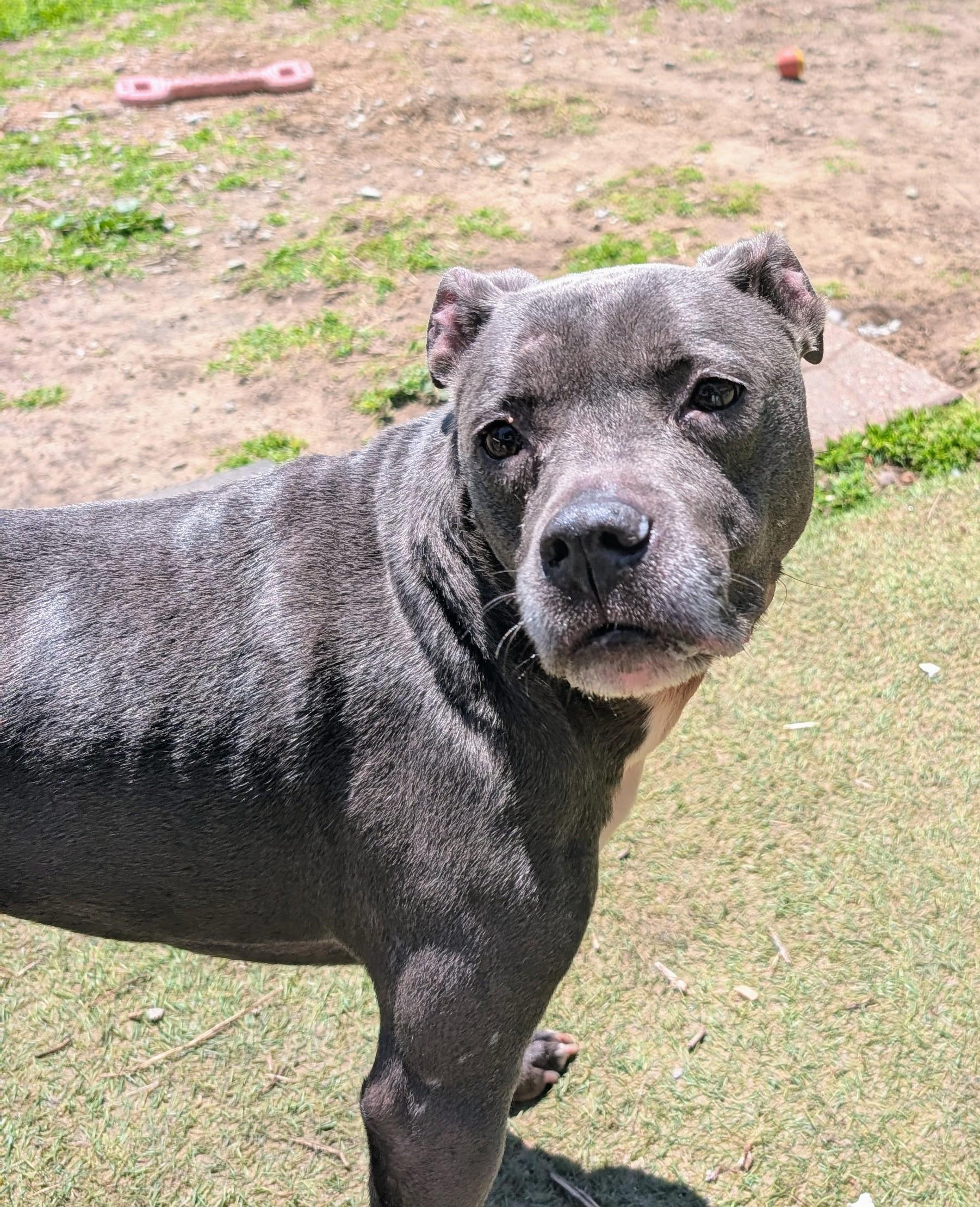 Aurora, a ADOPTABLE mixed breed in Homer Glen, IL image 2/5