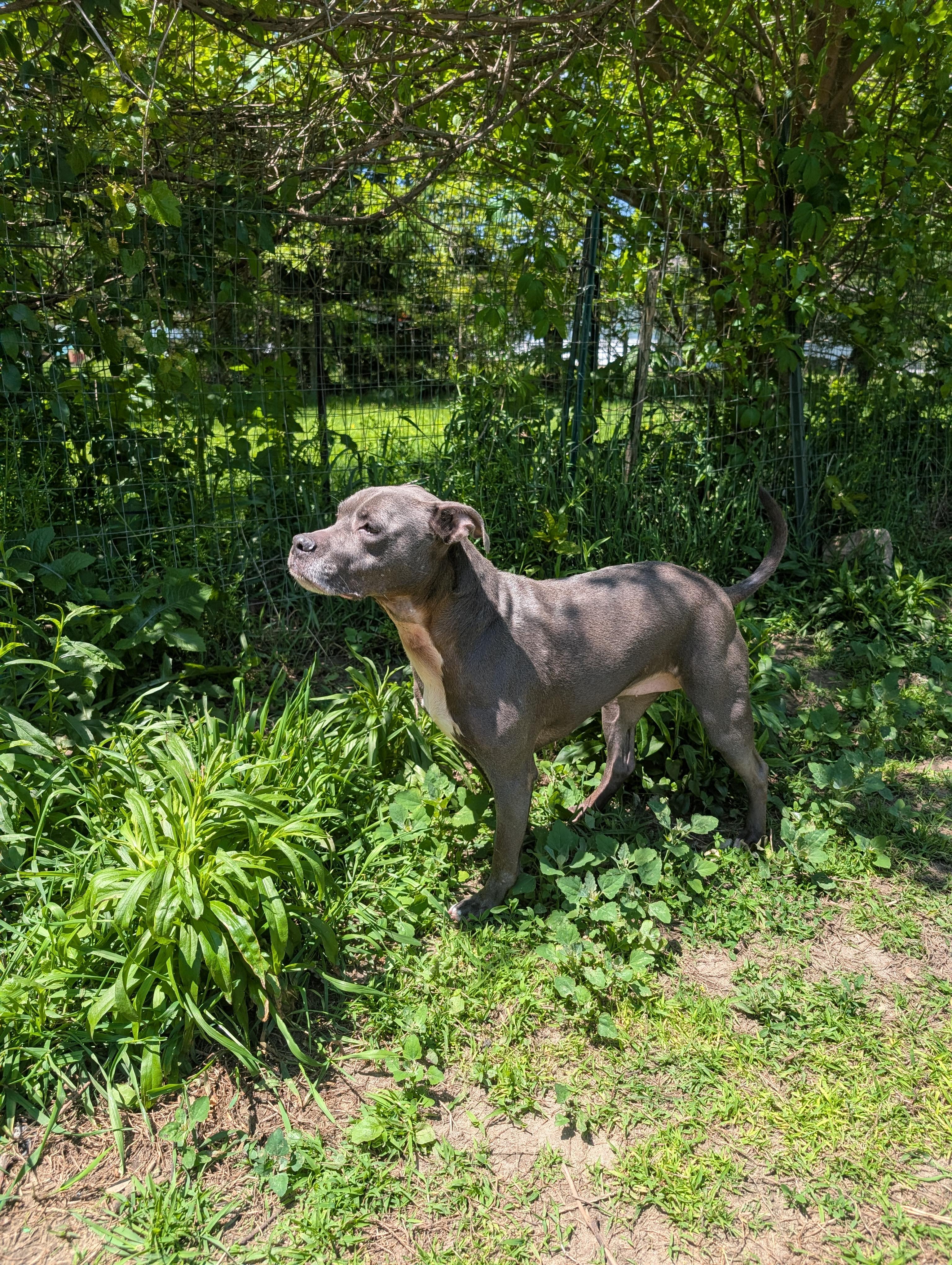 Aurora, a ADOPTABLE mixed breed in Homer Glen, IL image 3/5