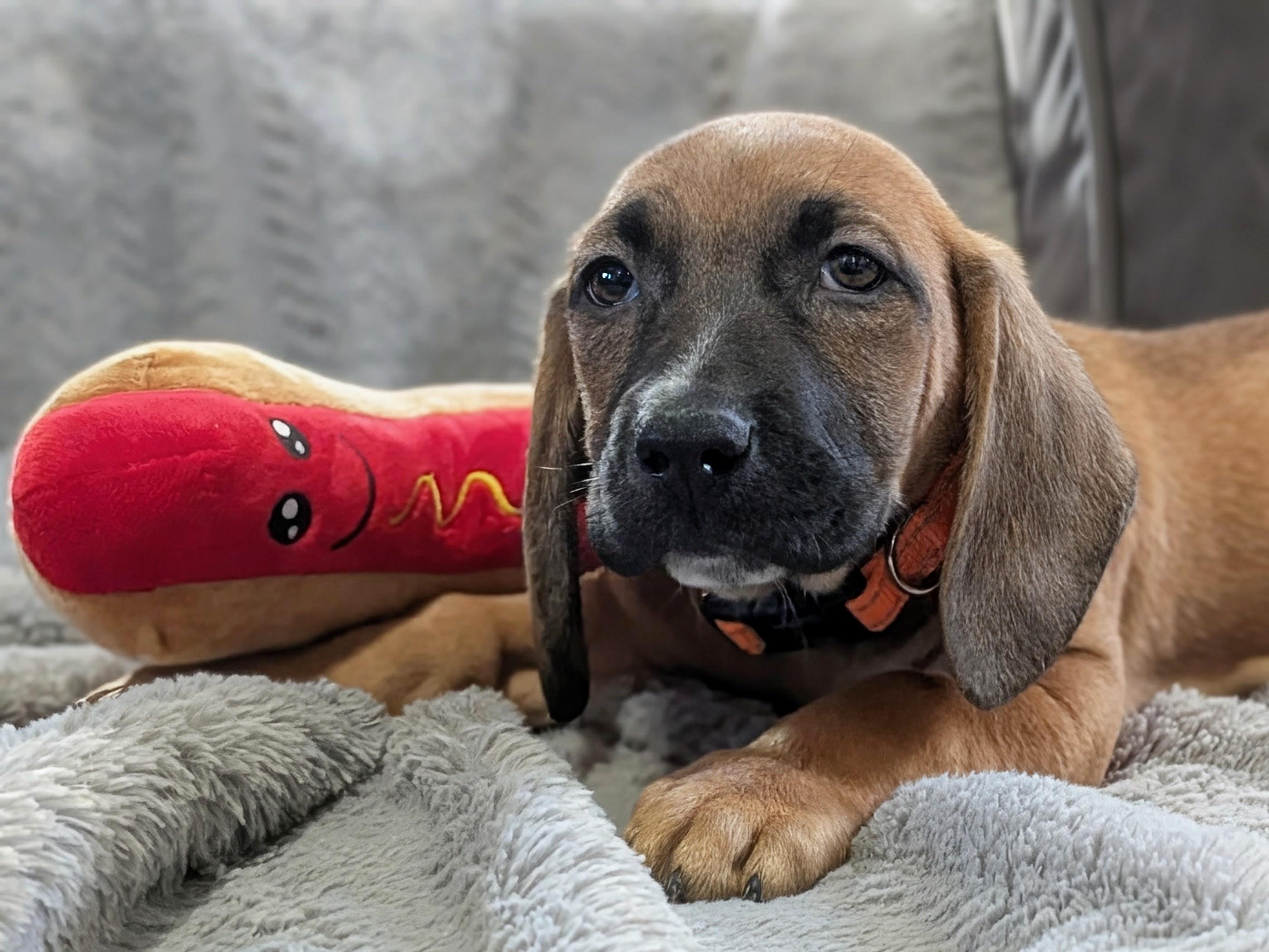 Oscar Mayer, Adopted, Young Male Basset Hound.