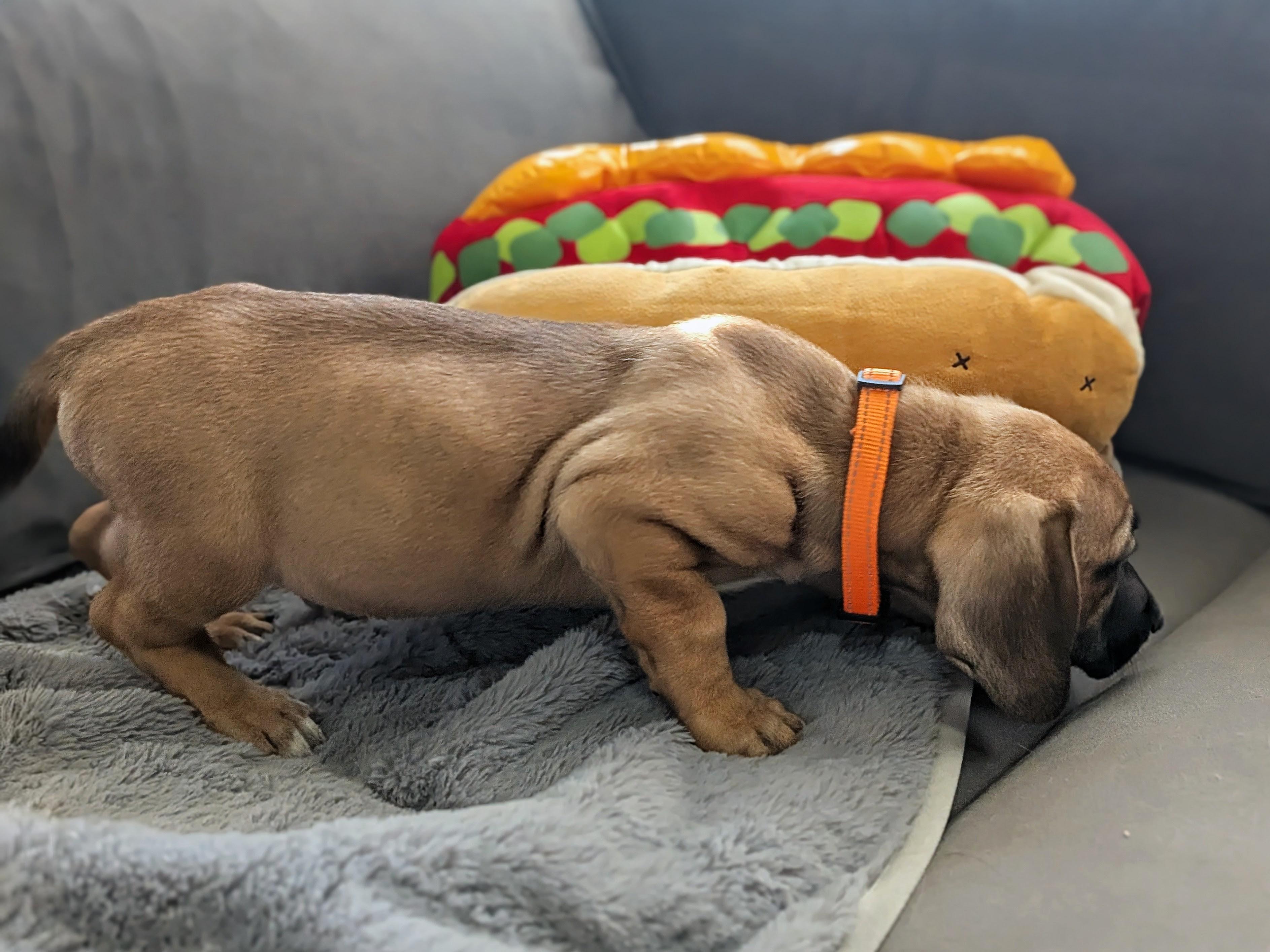 Enlarge Oscar Mayer, a Adopted mixed breed in TULSA, OK image 2/6