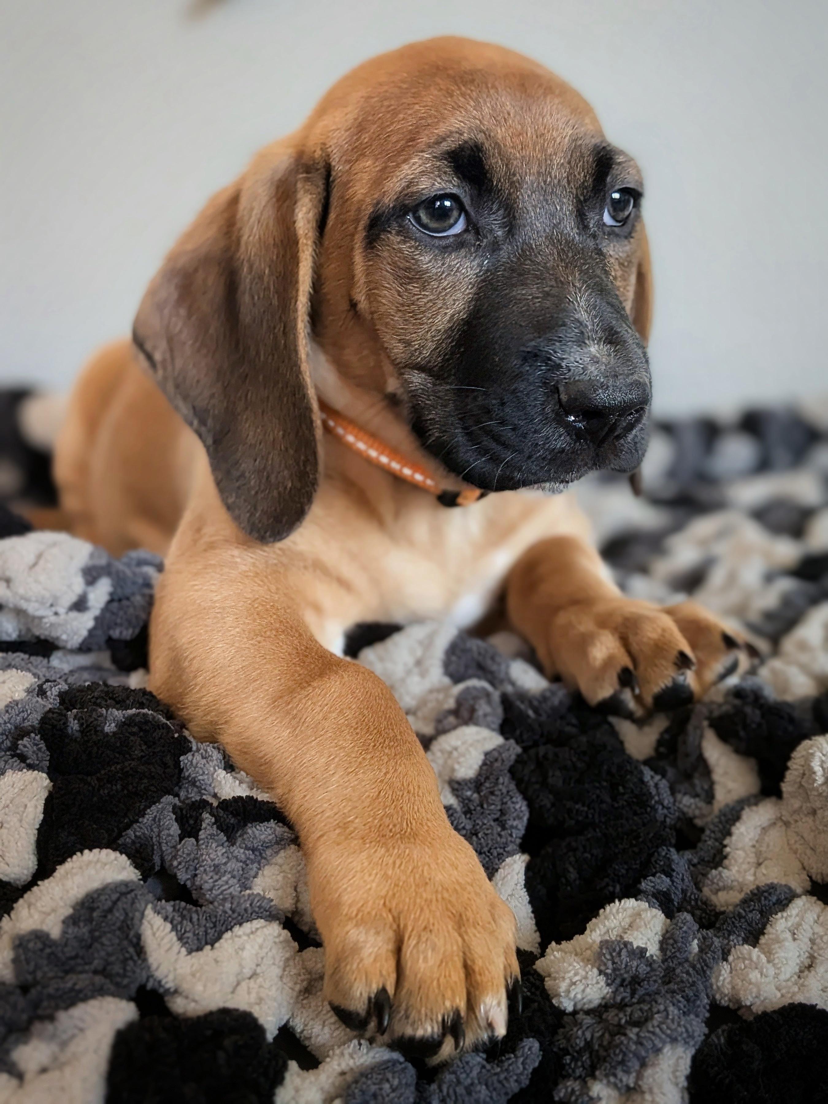 Enlarge Oscar Mayer, a Adopted mixed breed in TULSA, OK image 3/6