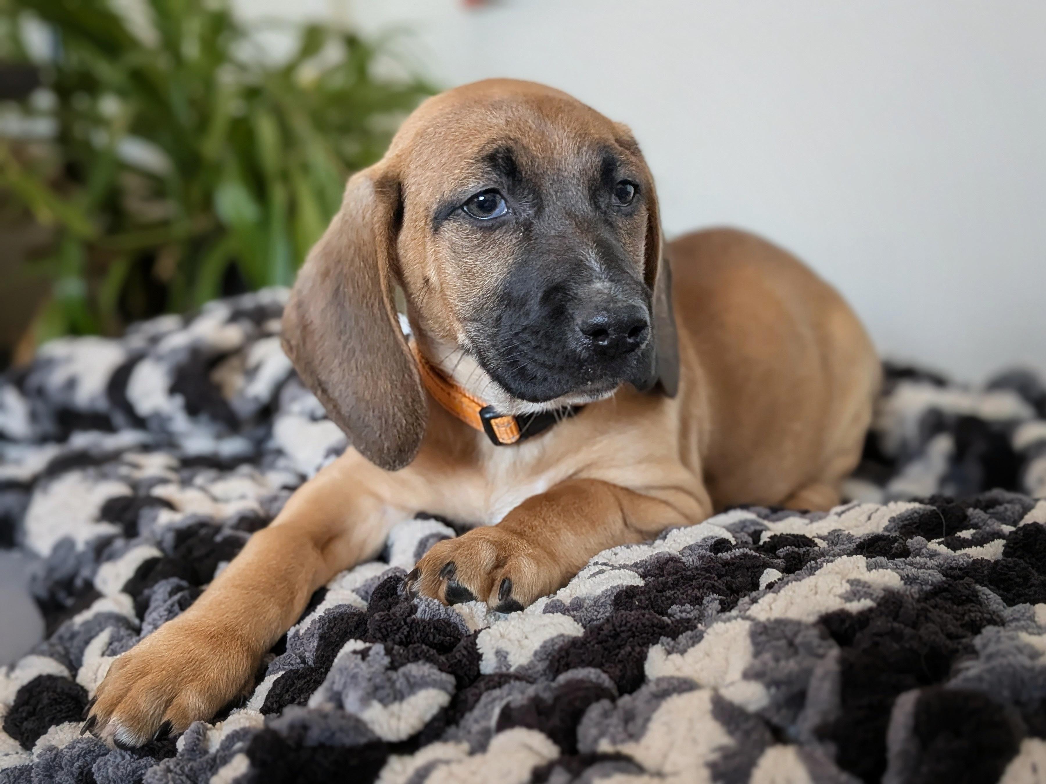 Enlarge Oscar Mayer, a Adopted mixed breed in TULSA, OK image 4/6