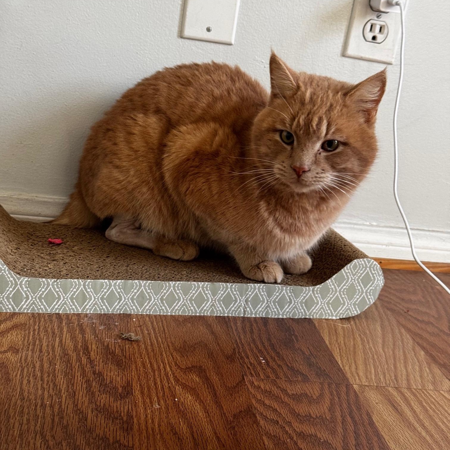 Enlarge Aslan, a ADOPTABLE Domestic Short Hair in Santa Monica, CA image 3/5