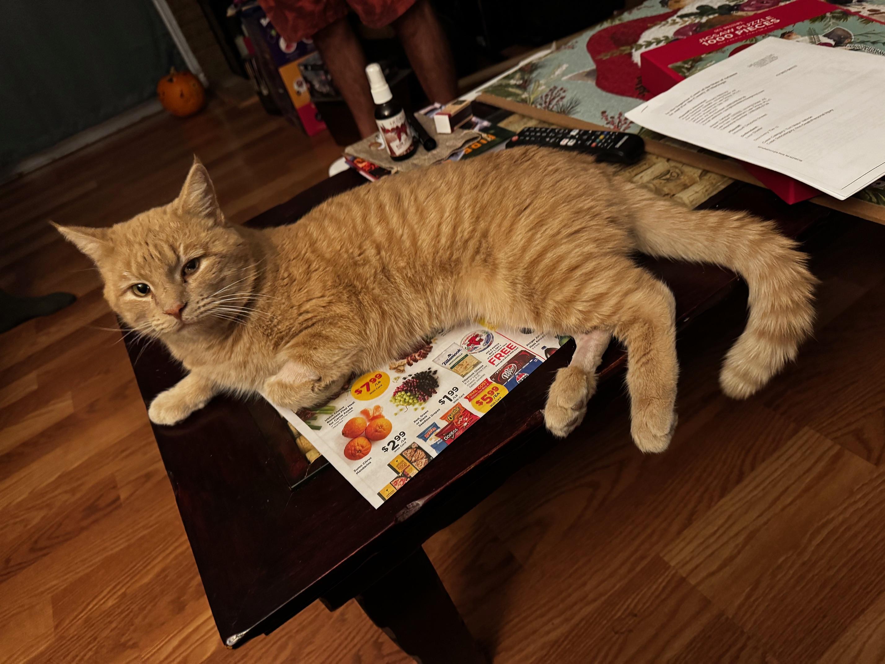 Enlarge Aslan, a ADOPTABLE Domestic Short Hair in Santa Monica, CA image 5/5