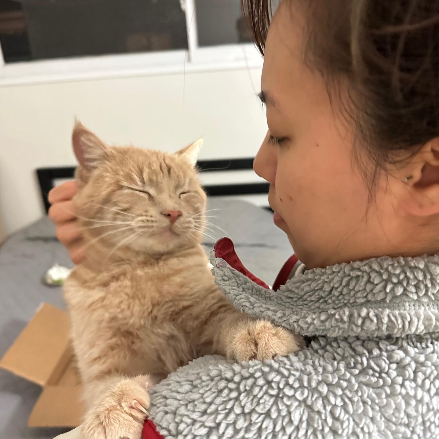 Aslan, ADOPTABLE, Adult Male Domestic Short Hair.