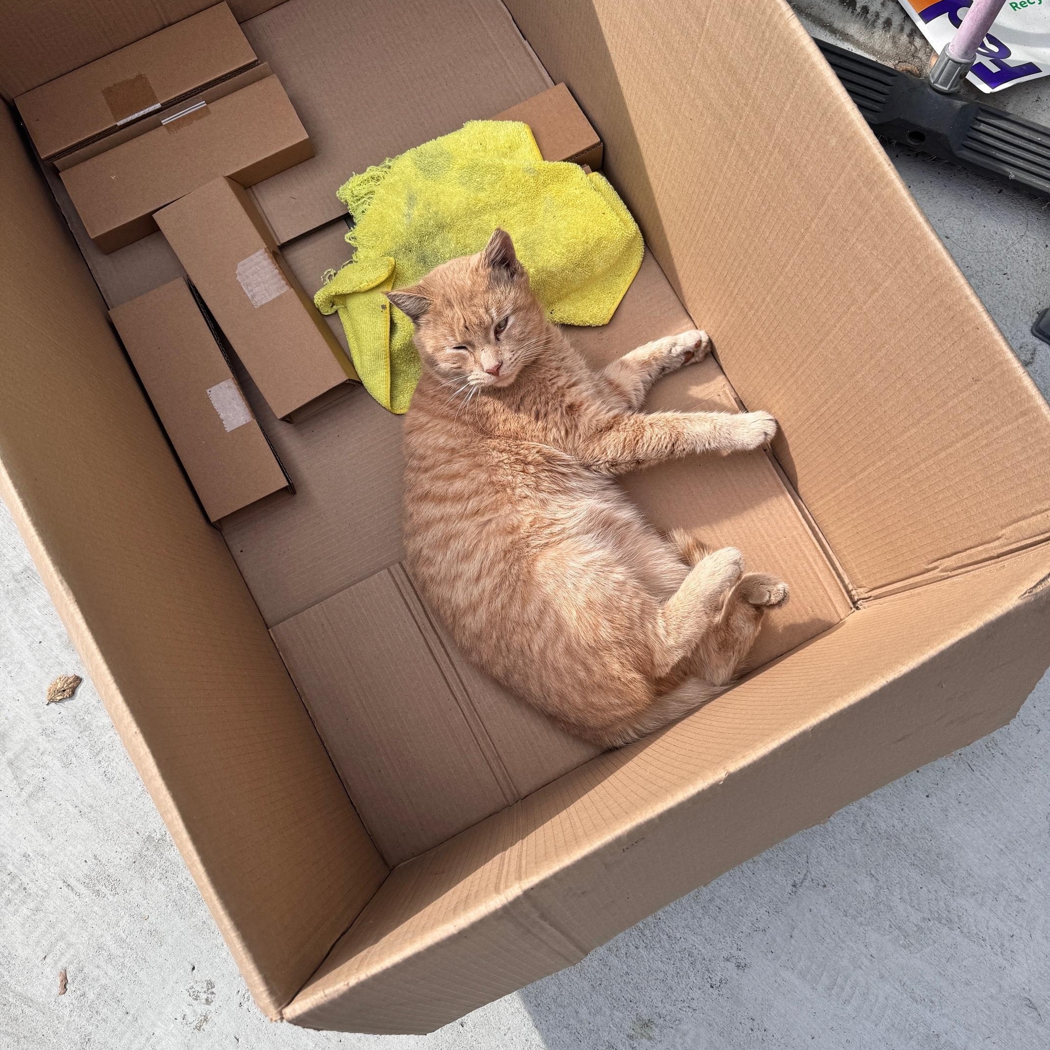 Enlarge Aslan, a ADOPTABLE Domestic Short Hair in Santa Monica, CA image 4/5