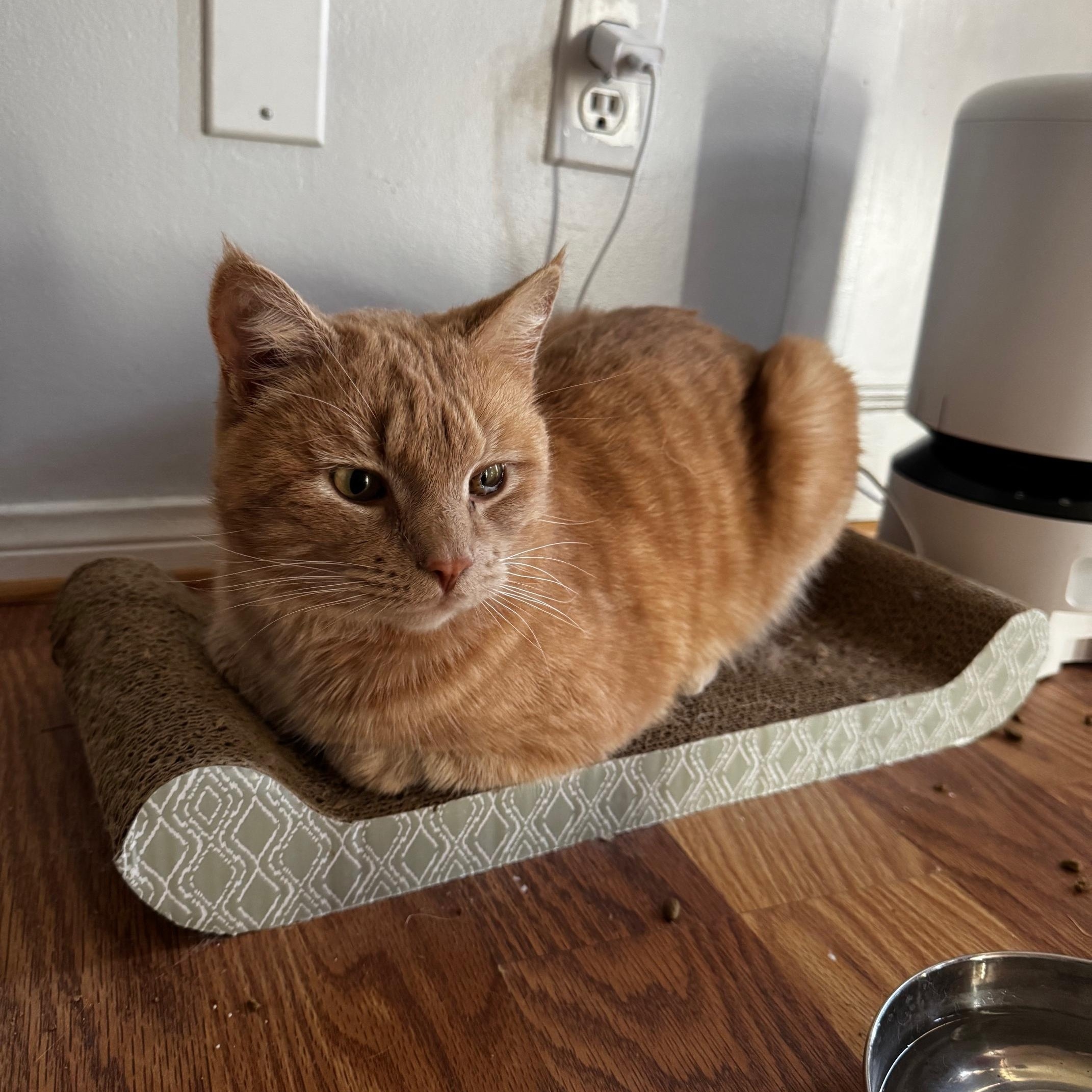 Enlarge Aslan, a ADOPTABLE Domestic Short Hair in Santa Monica, CA image 2/5