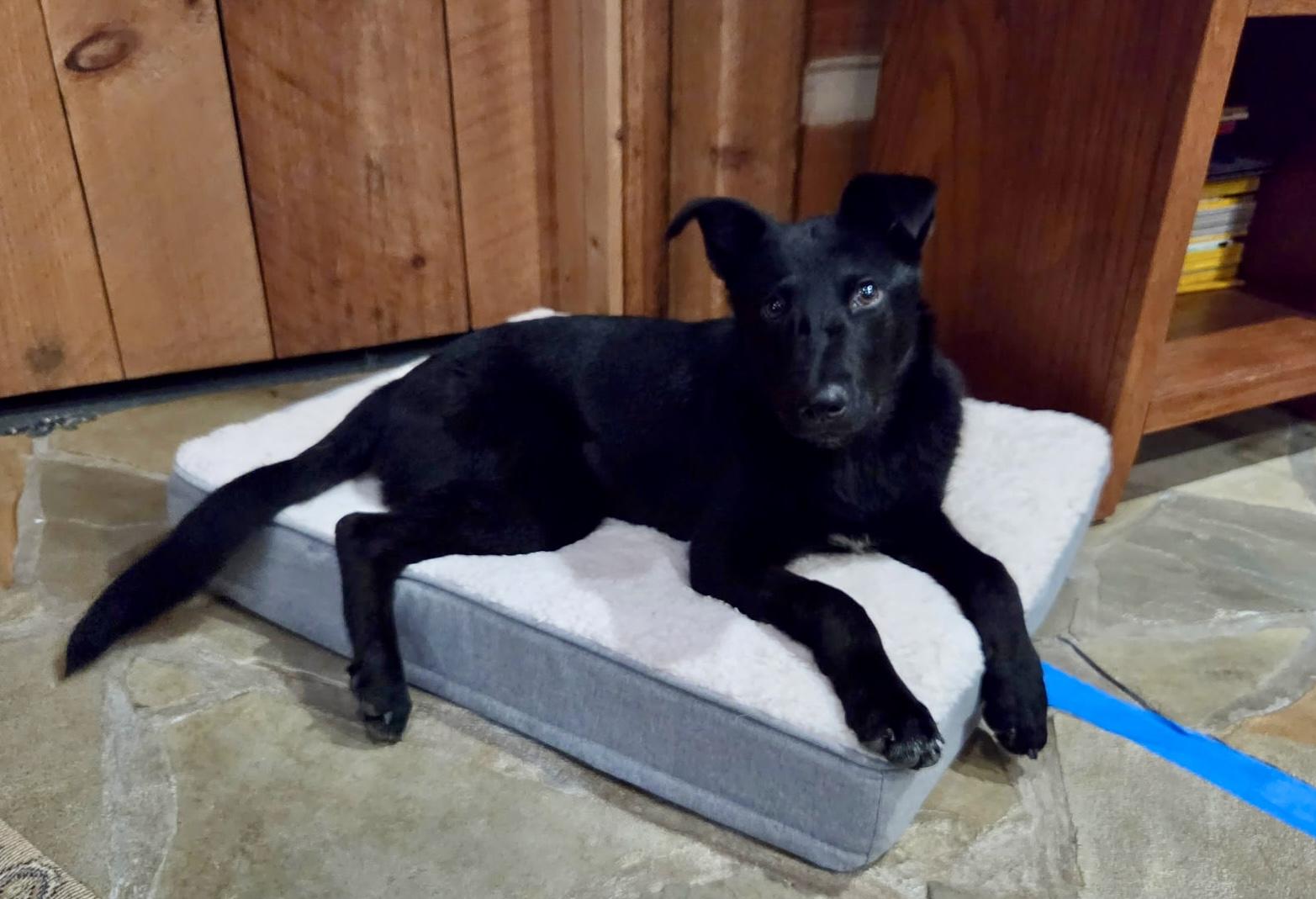 Enlarge Delilah - female D puppy, an adoptable mixed breed in Cincinnati, OH image 1/6