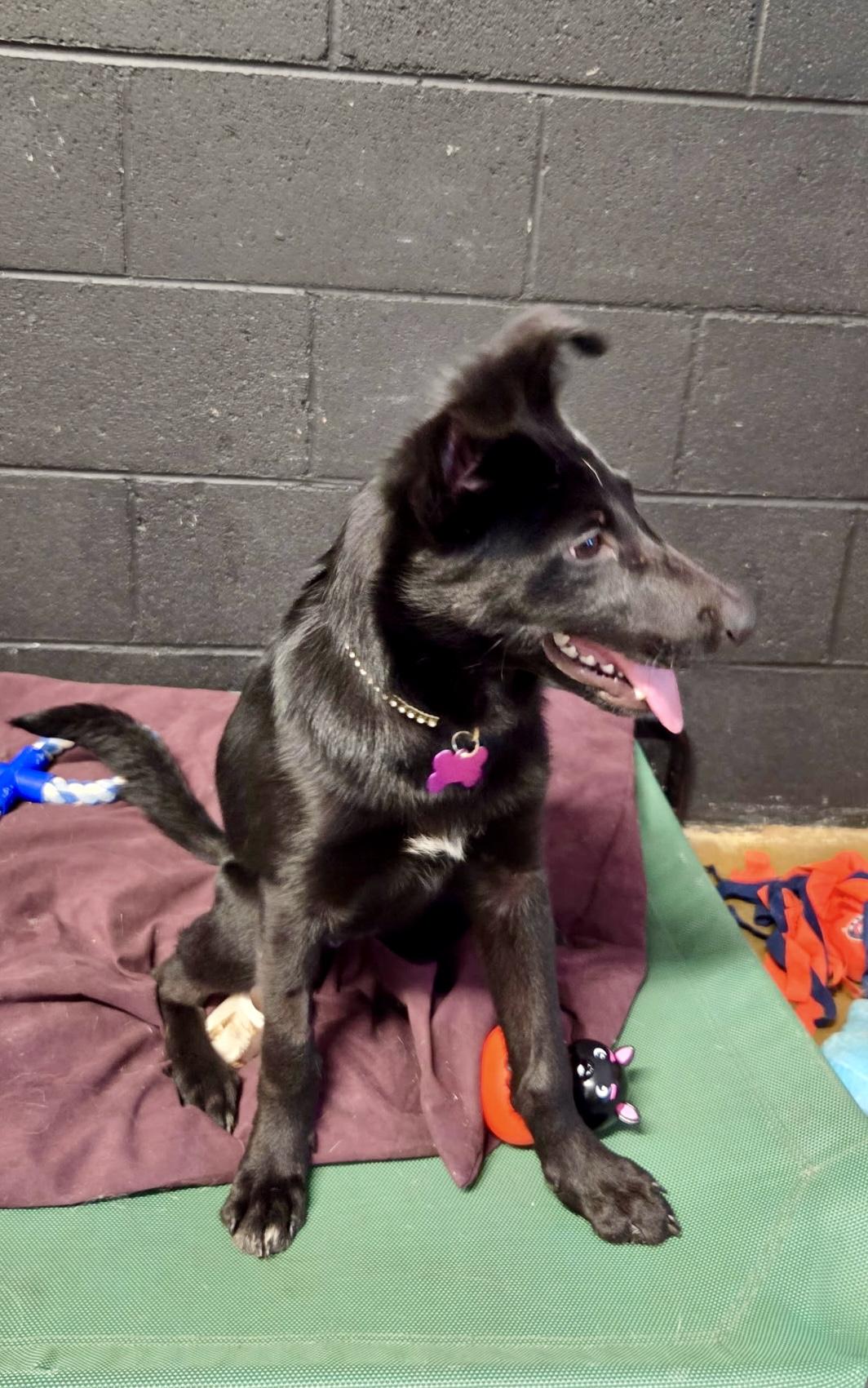 Delilah - female D puppy, an adoptable mixed breed in Cincinnati, OH image 4/5