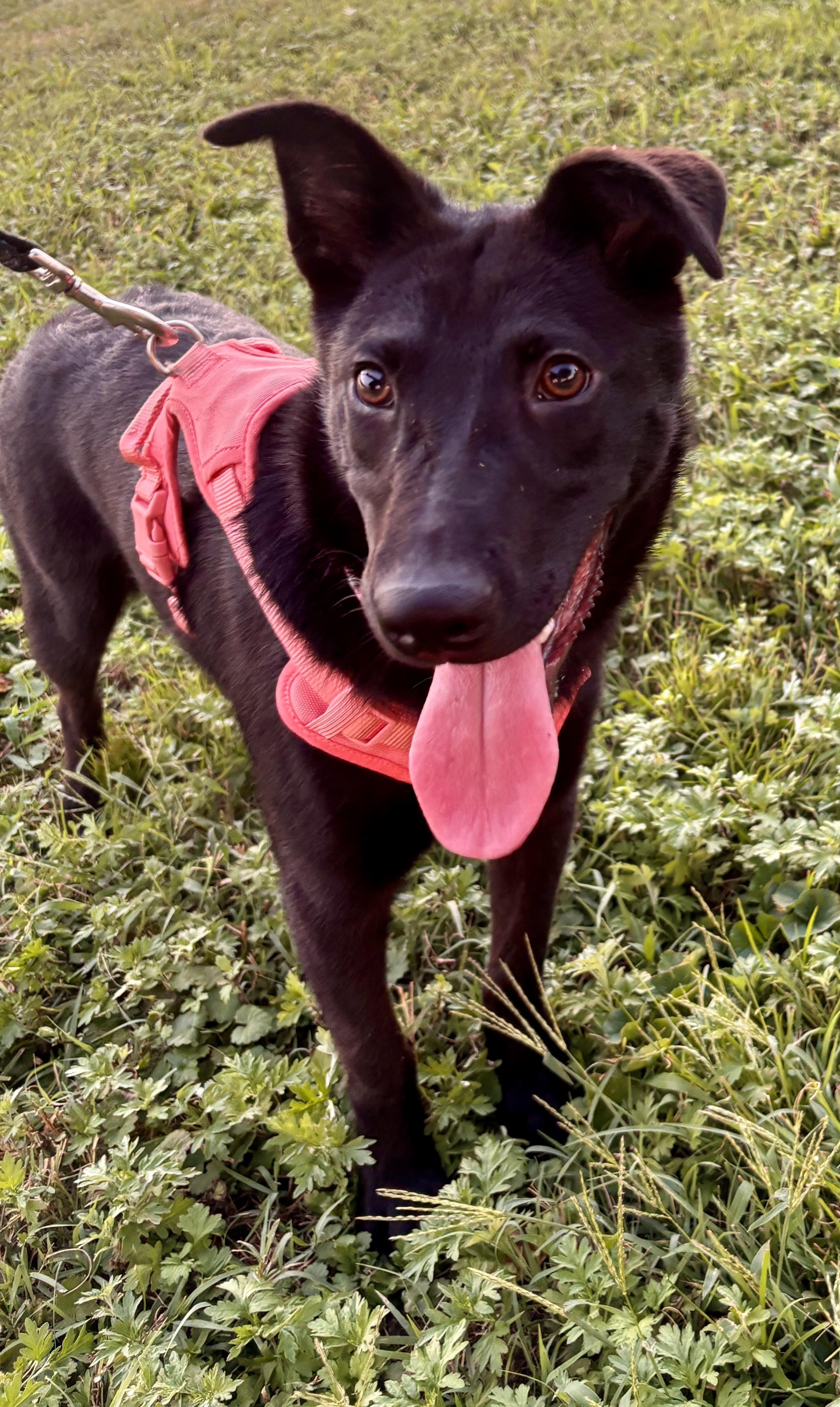 Enlarge Delilah - female D puppy, a Adoptable mixed breed in Cincinnati, OH image 3/6