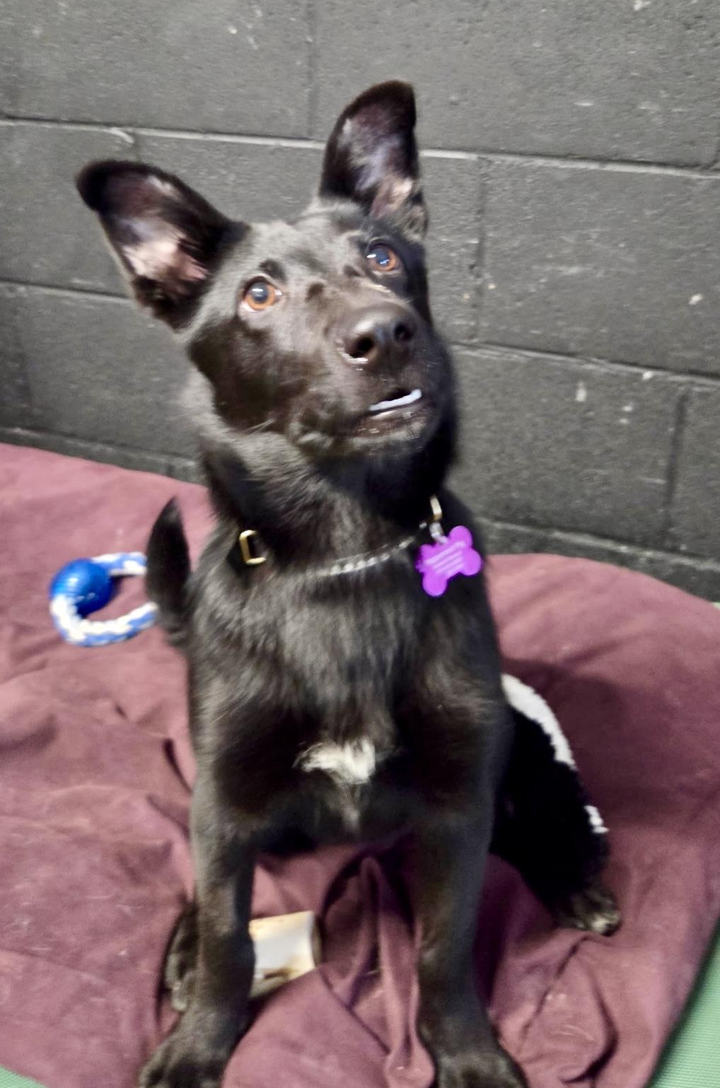 Delilah - female D puppy, an adoptable mixed breed in Cincinnati, OH image 3/5
