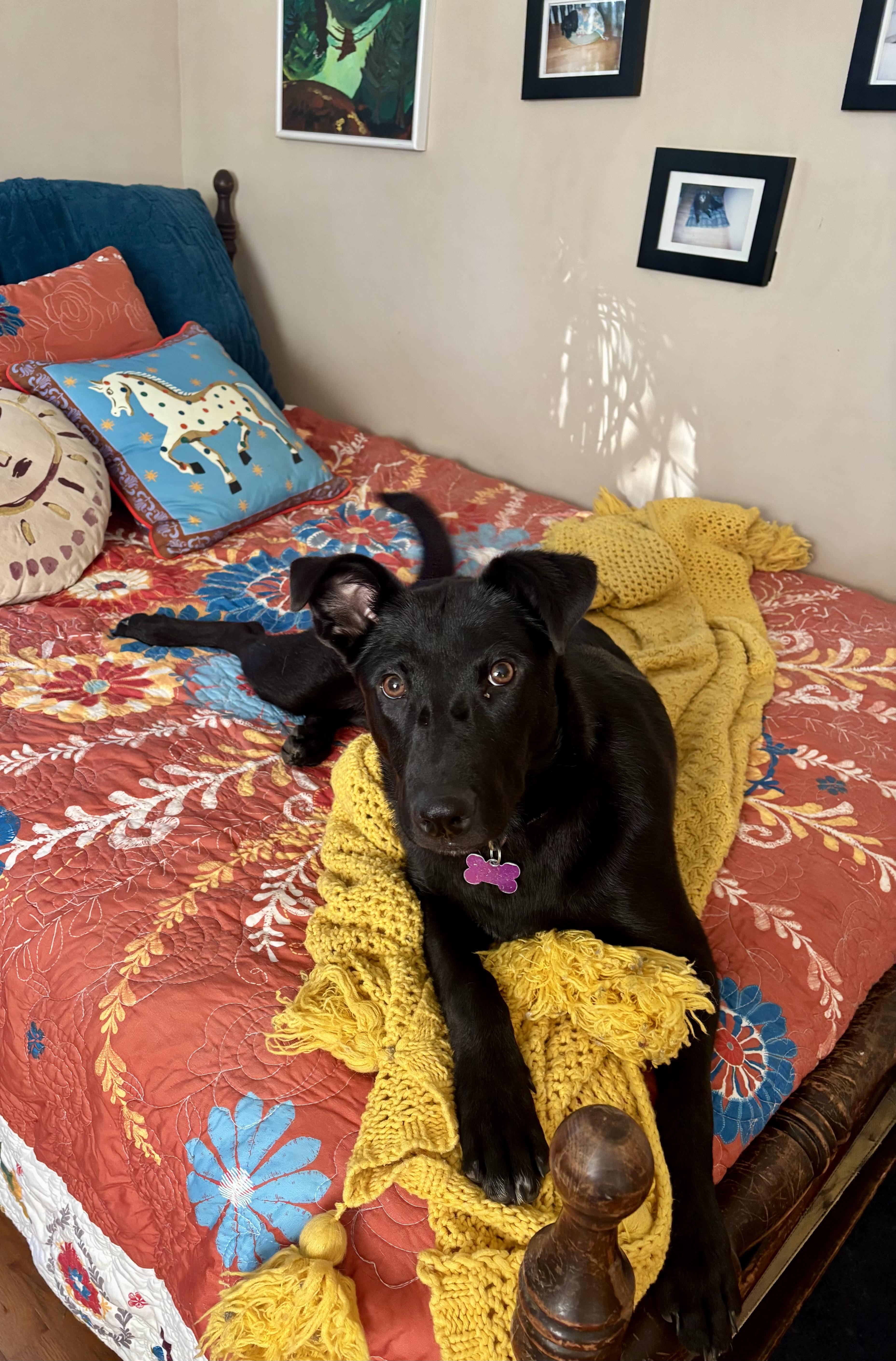 Delilah - female D puppy, Adoptable, Puppy Female Shepherd & Labrador Retriever.