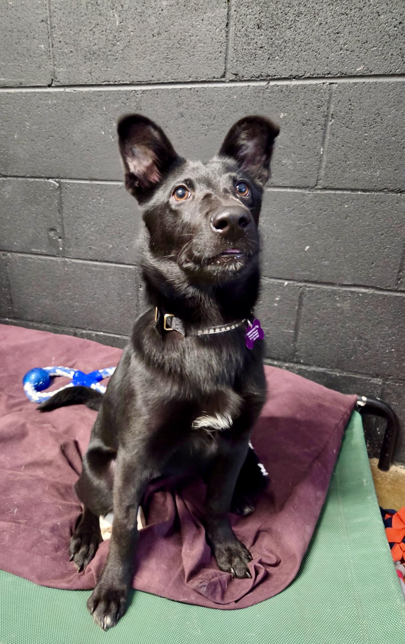 Delilah - female D puppy, an adoptable mixed breed in Cincinnati, OH image 5/5