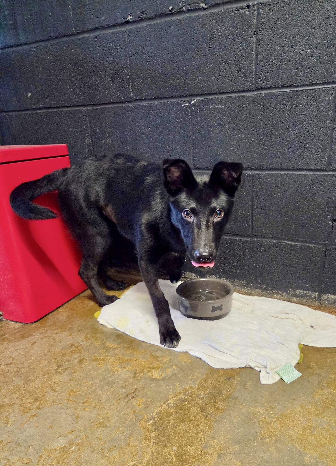Delilah - female D puppy, an adoptable mixed breed in Cincinnati, OH image 2/5