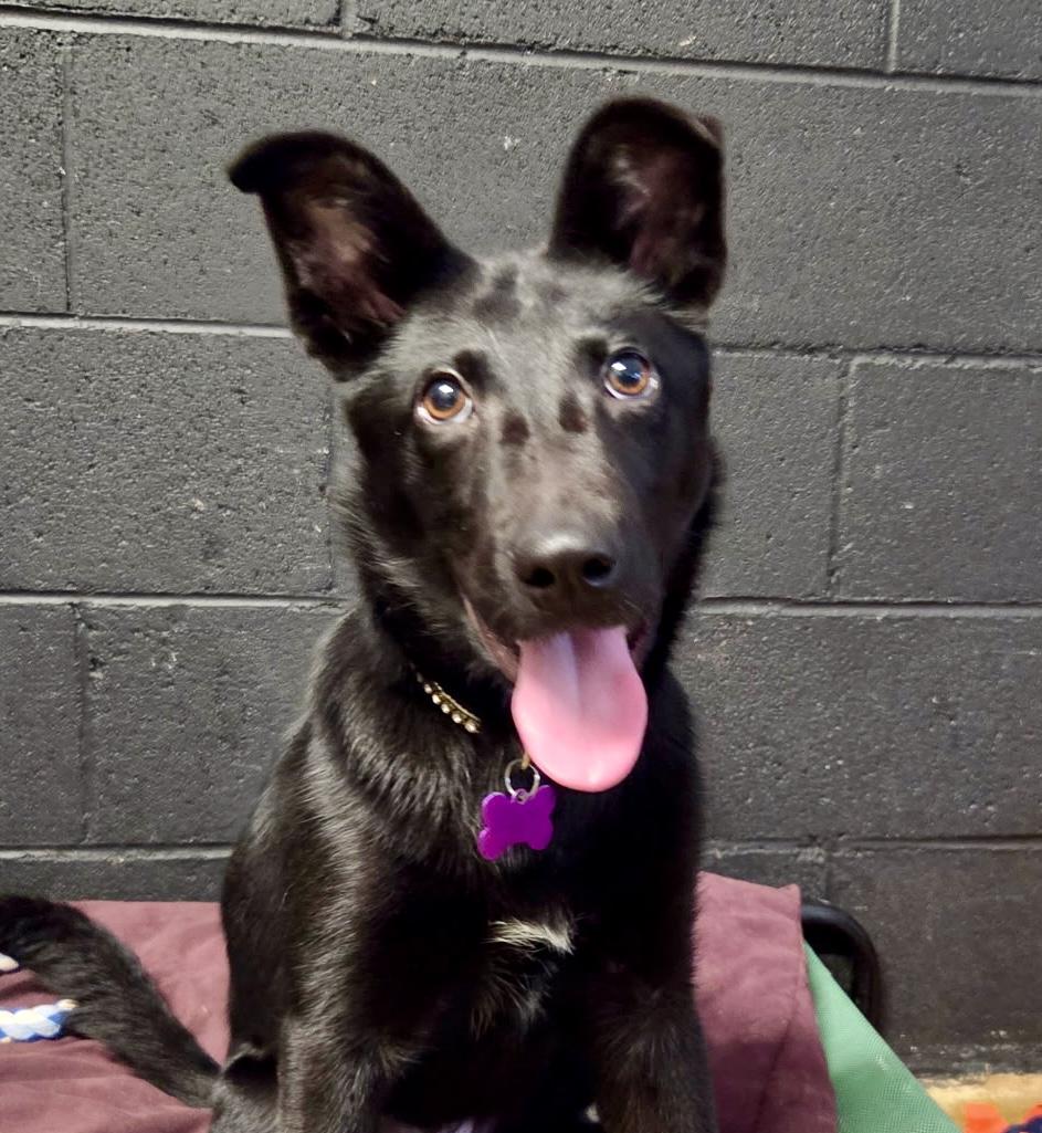 Delilah - female D puppy, an adoptable mixed breed in Cincinnati, OH image 1/5
