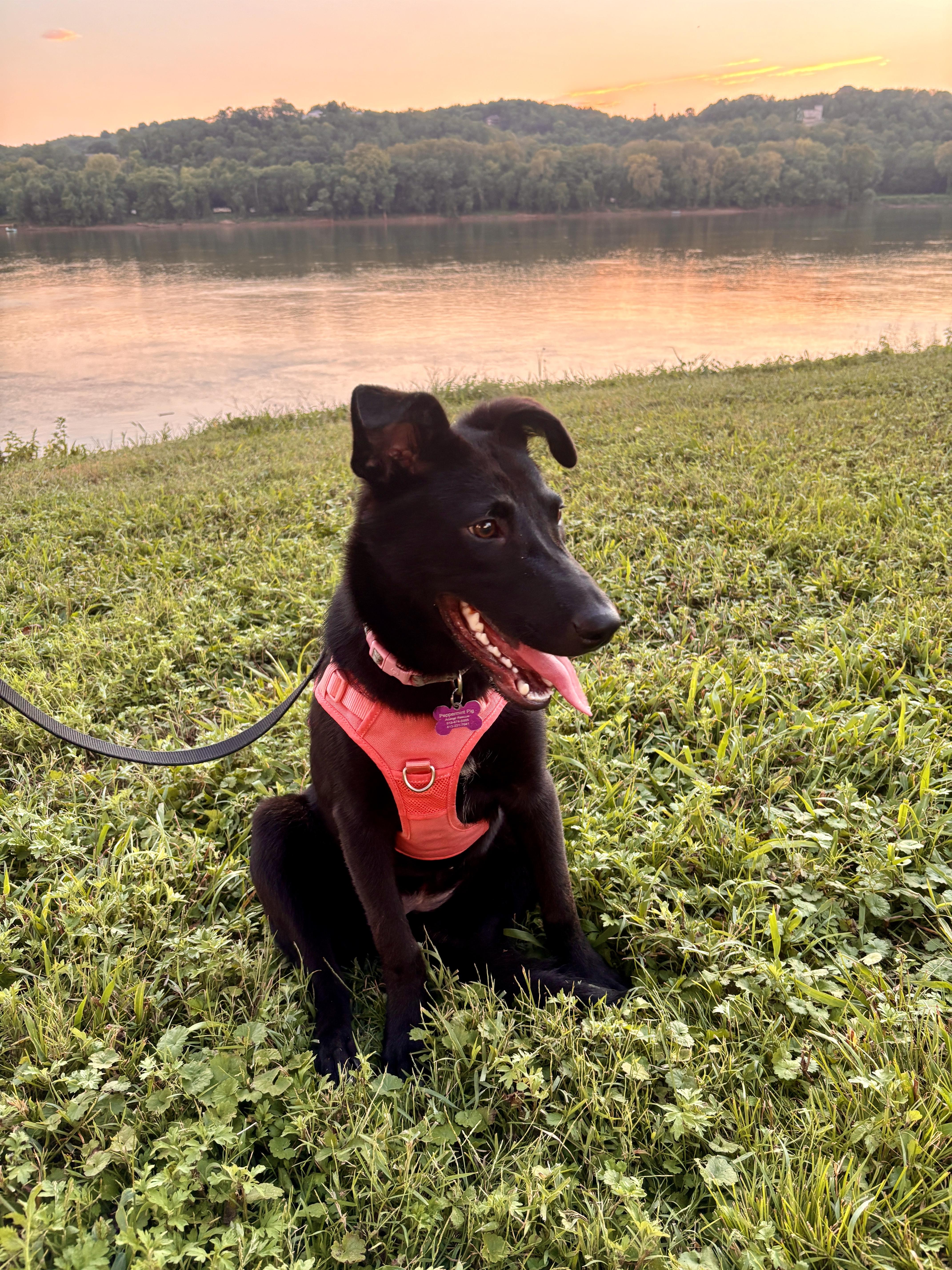 Enlarge Delilah - female D puppy, a Adoptable mixed breed in Cincinnati, OH image 1/6