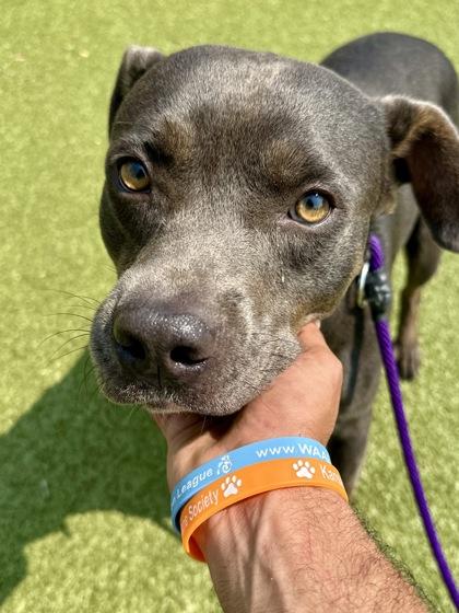 Pickles, Adoptable, Adult Male Mixed Breed & Mixed Breed.