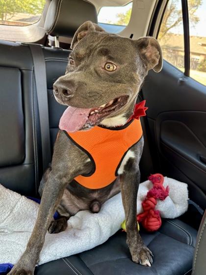 Enlarge Pickles, a Adoptable mixed breed in Wichita, KS image 2/3