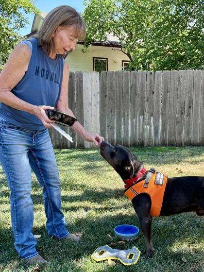 Enlarge Pickles, a Adoptable mixed breed in Wichita, KS image 3/3