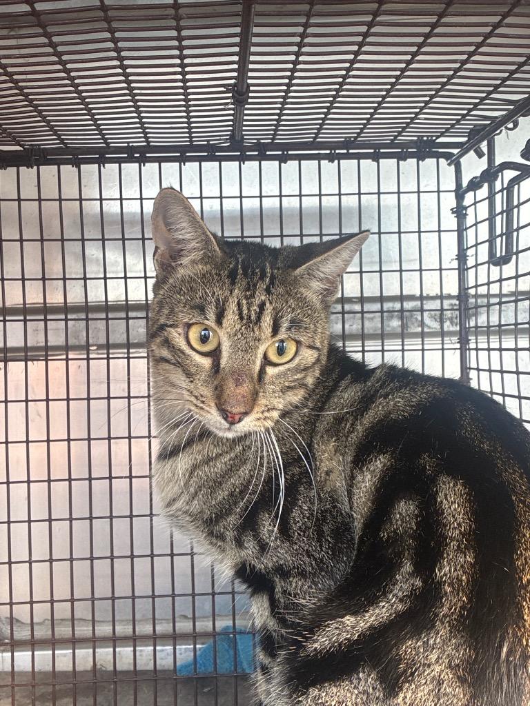 Truffle, Adoptable, Young Male Domestic Short Hair.