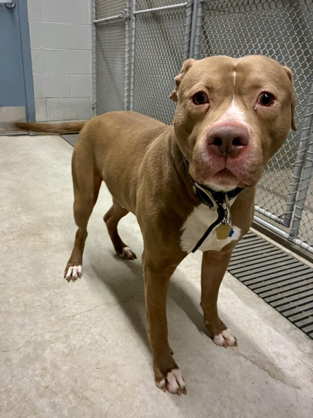 Enlarge Denny, a Adoptable Pit Bull Terrier in Guilford, CT image 3/6