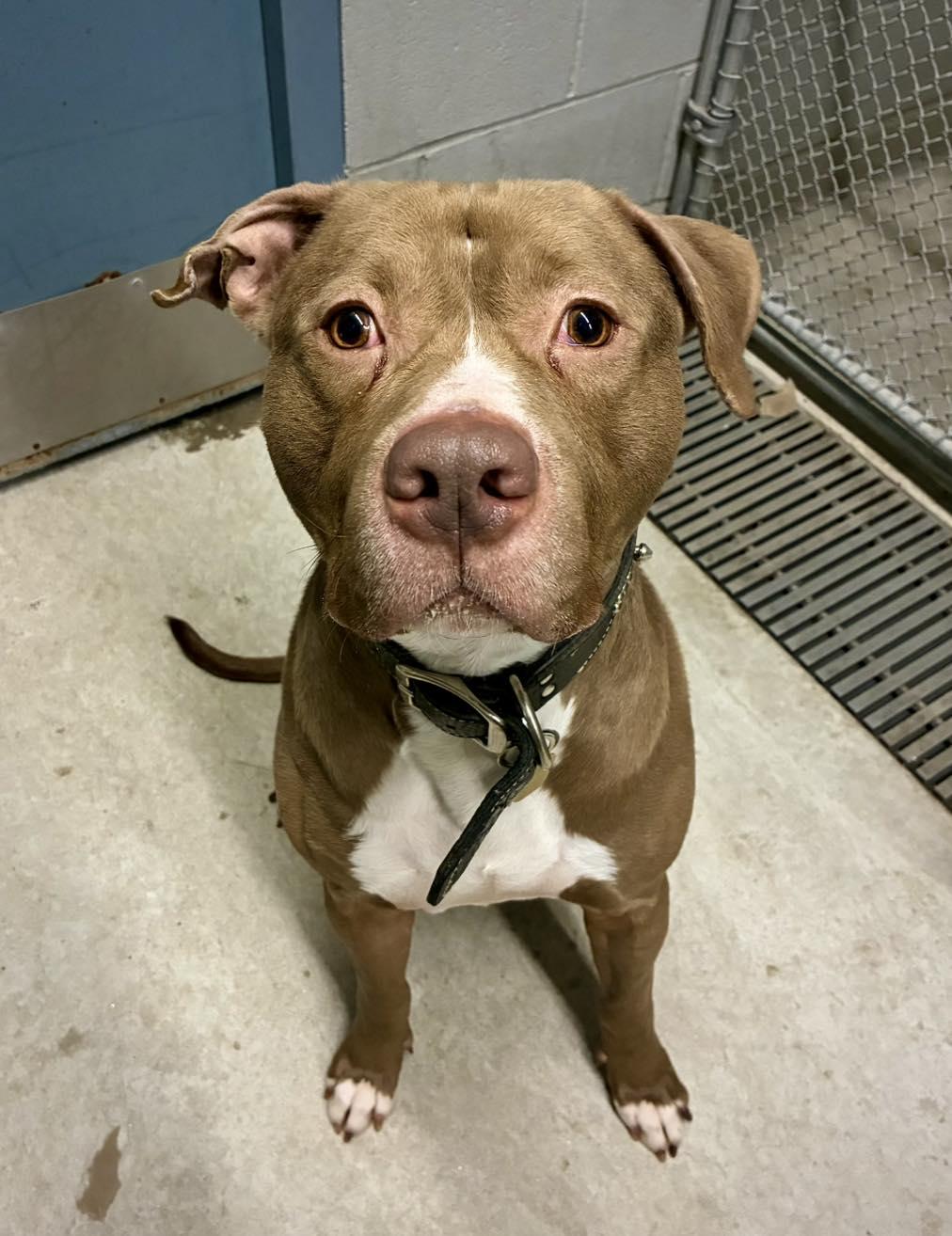 Enlarge Denny, a Adoptable Pit Bull Terrier in Guilford, CT image 1/6